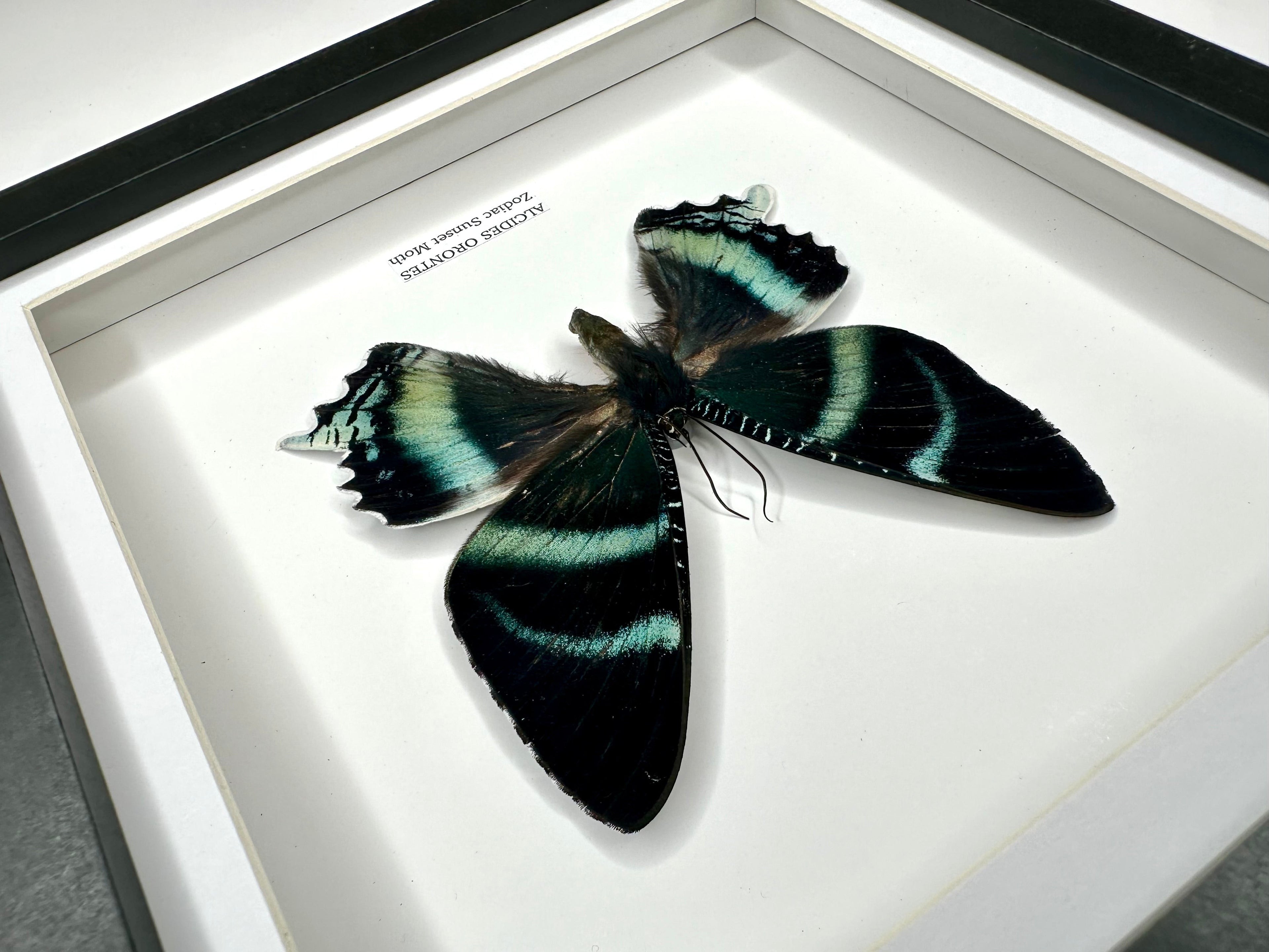 Zodiac Sunset Moth Front | Alcides Orontes | Medium deep black shadow Frame - Taxidermy Entomology Home Decor Framed Natural Art handmade by cuteaholic gifts
