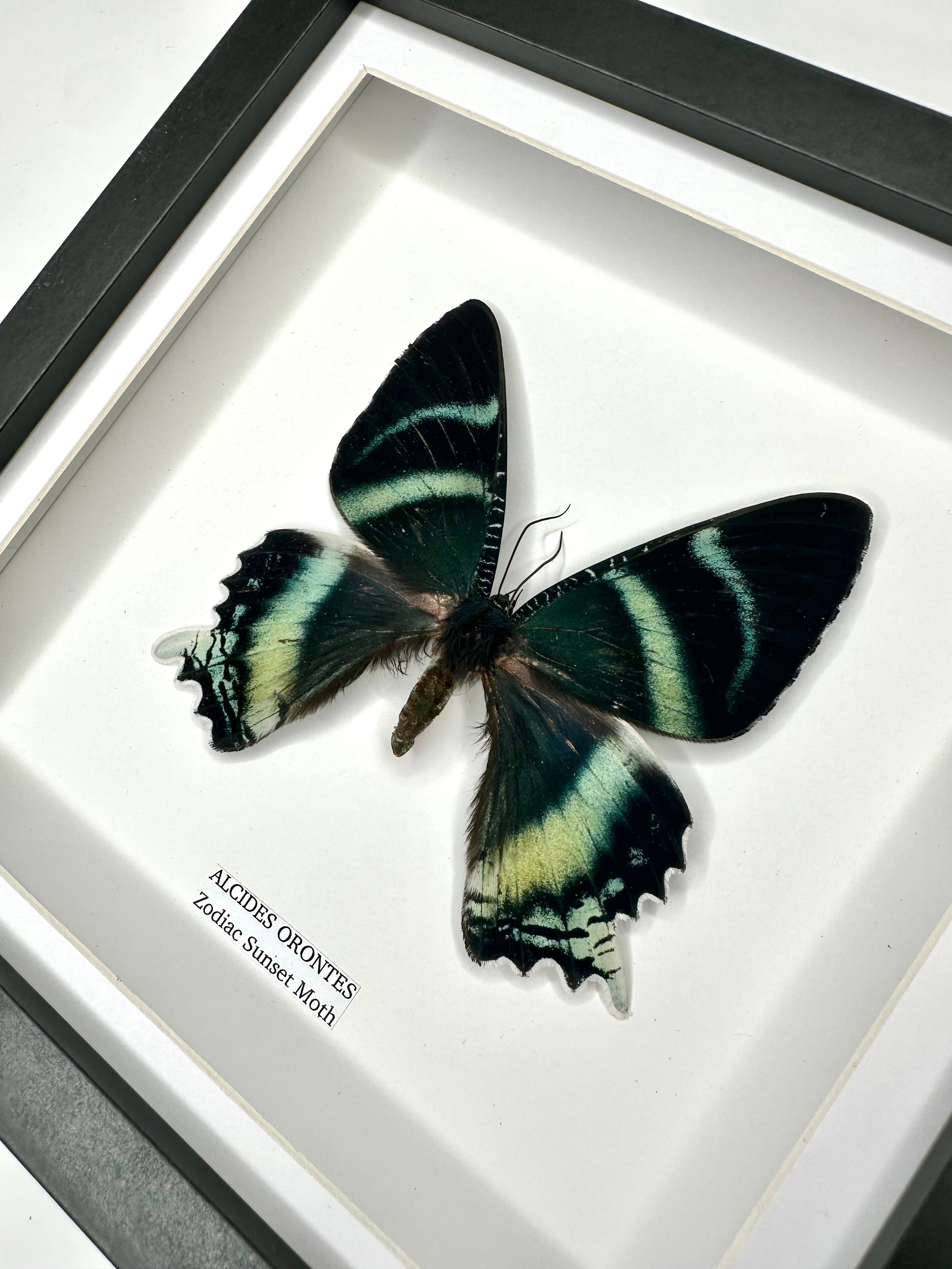 Zodiac Sunset Moth Front | Alcides Orontes | Medium deep black shadow Frame - Taxidermy Entomology Home Decor Framed Natural Art handmade by cuteaholic gifts