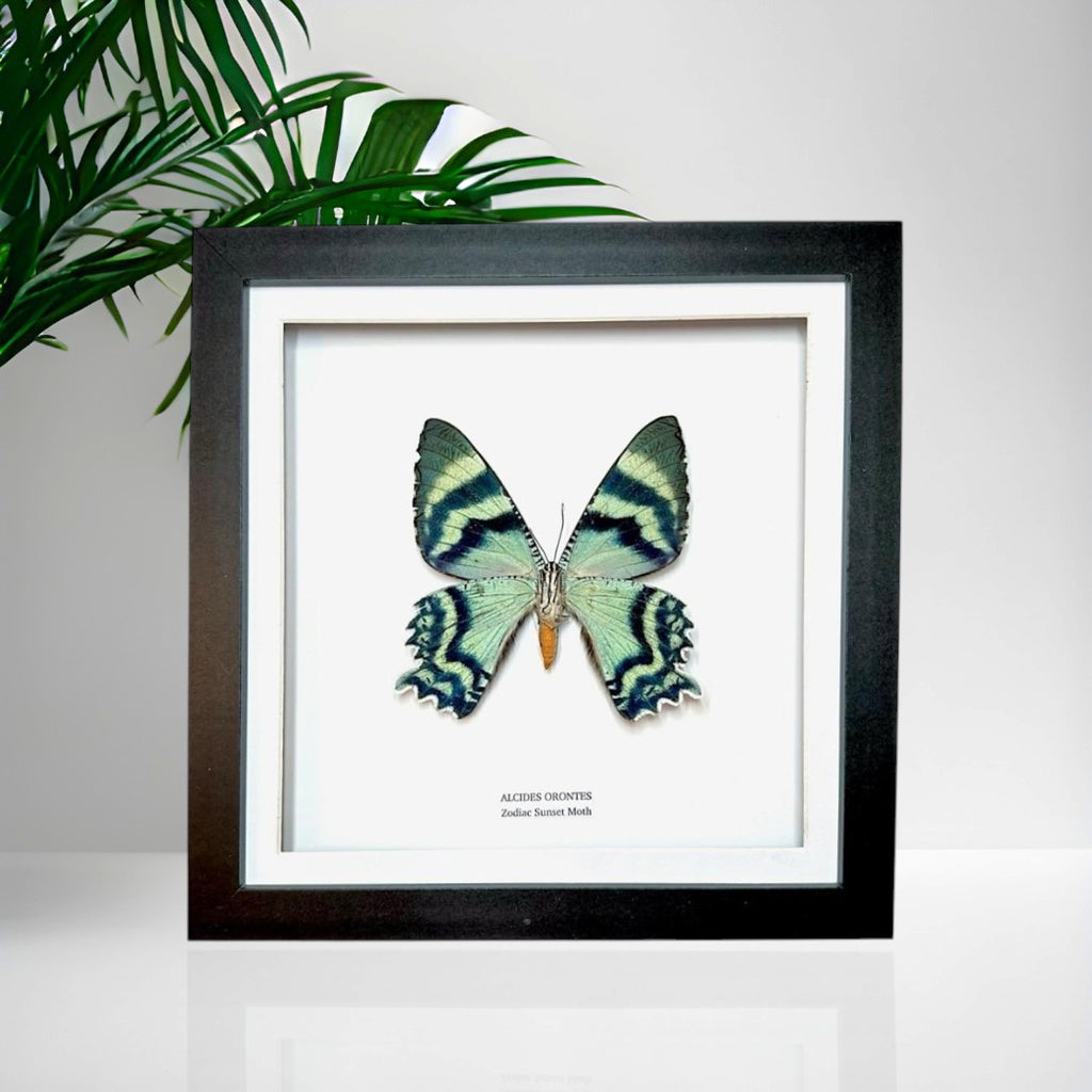 Zodiac Sunset Moth Underwing | Alcides Orontes | Medium Frame • Taxidermy Entomology Home Decor Framed Art