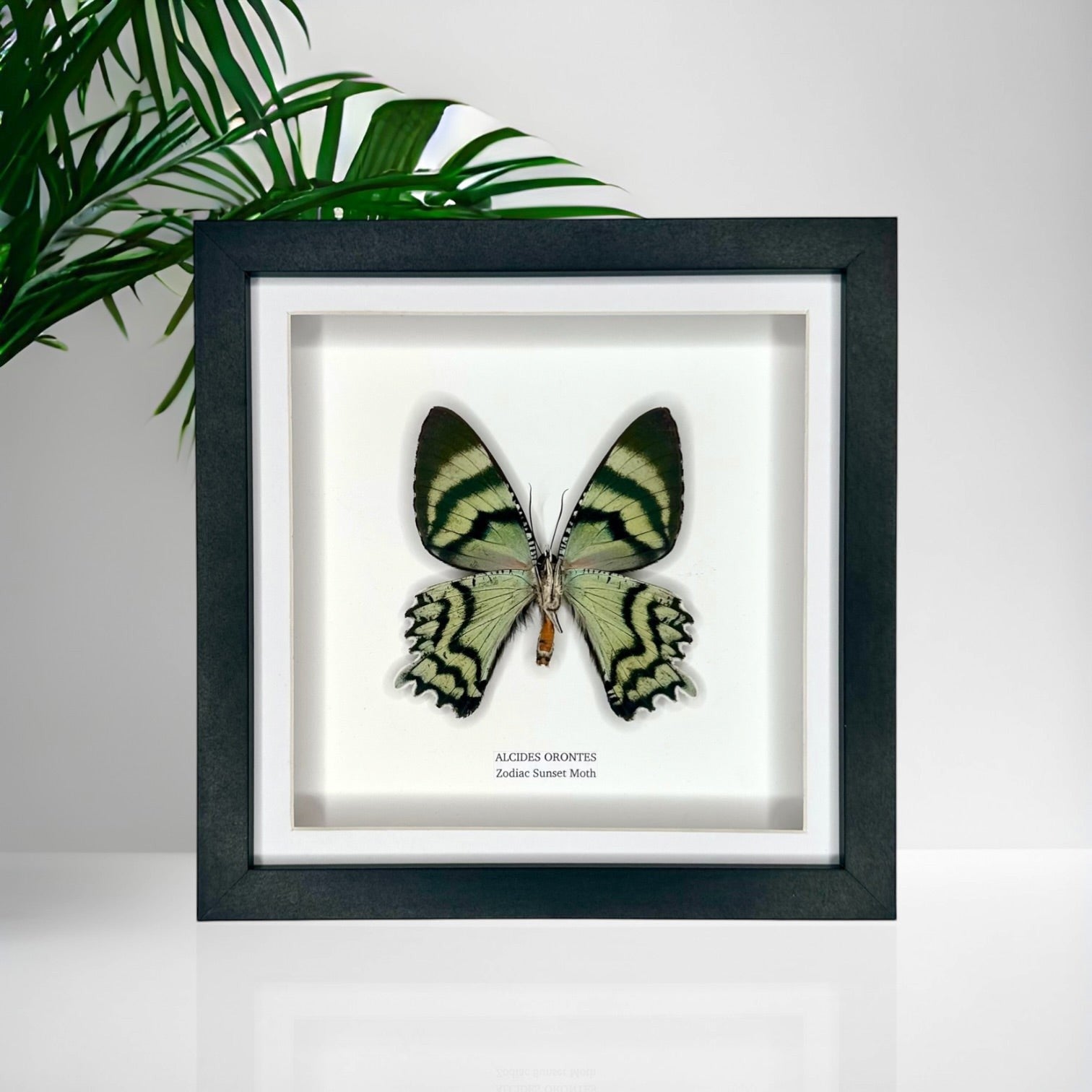 Zodiac Sunset Moth | Underwing Alcides Orontes | Medium deep black shadow Frame - Taxidermy Entomology Home Decor Framed Natural Art handmade by cuteaholic gifts