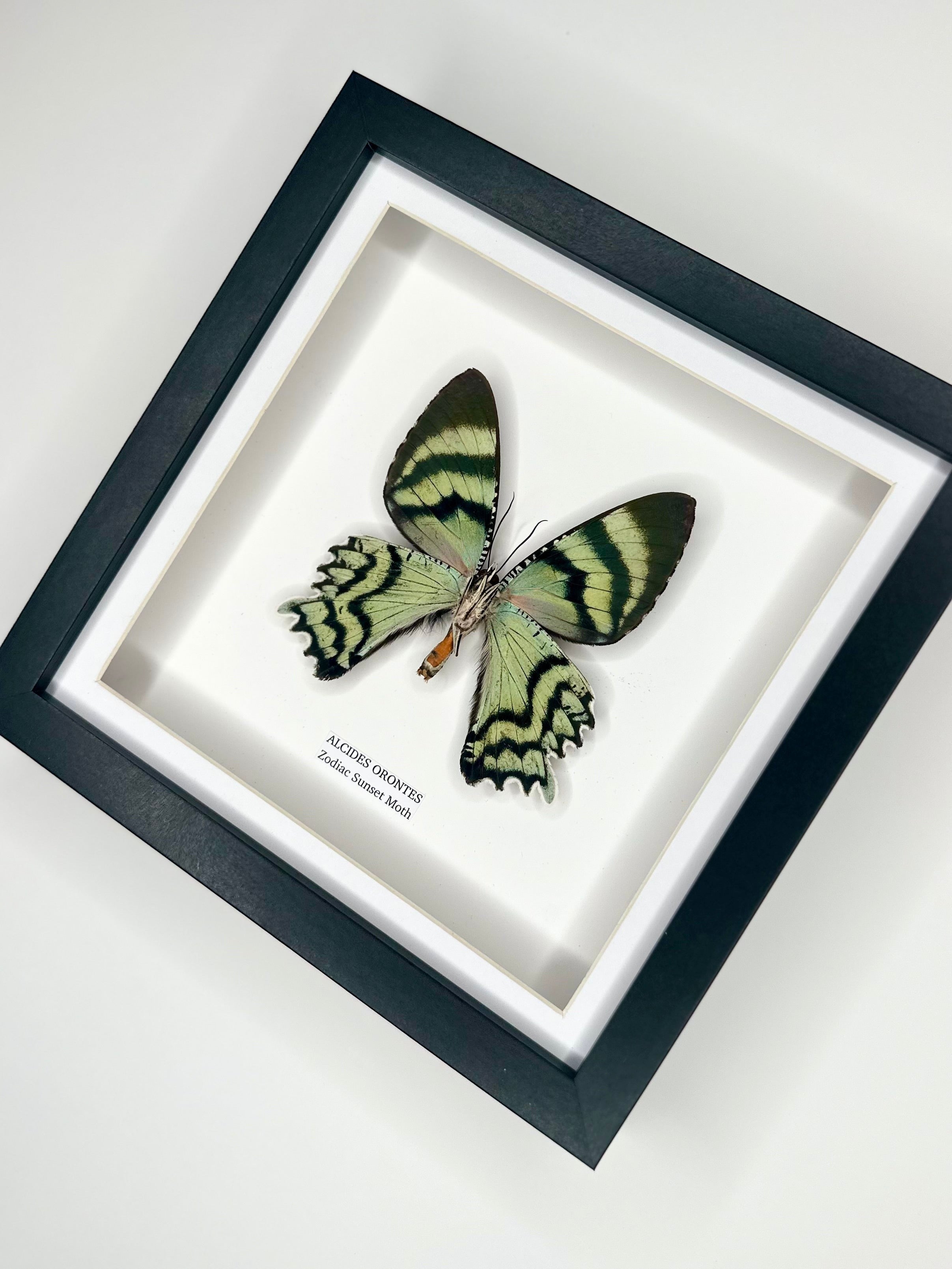 Zodiac Sunset Moth | Underwing Alcides Orontes | Medium deep black shadow Frame - Taxidermy Entomology Home Decor Framed Natural Art handmade by cuteaholic gifts