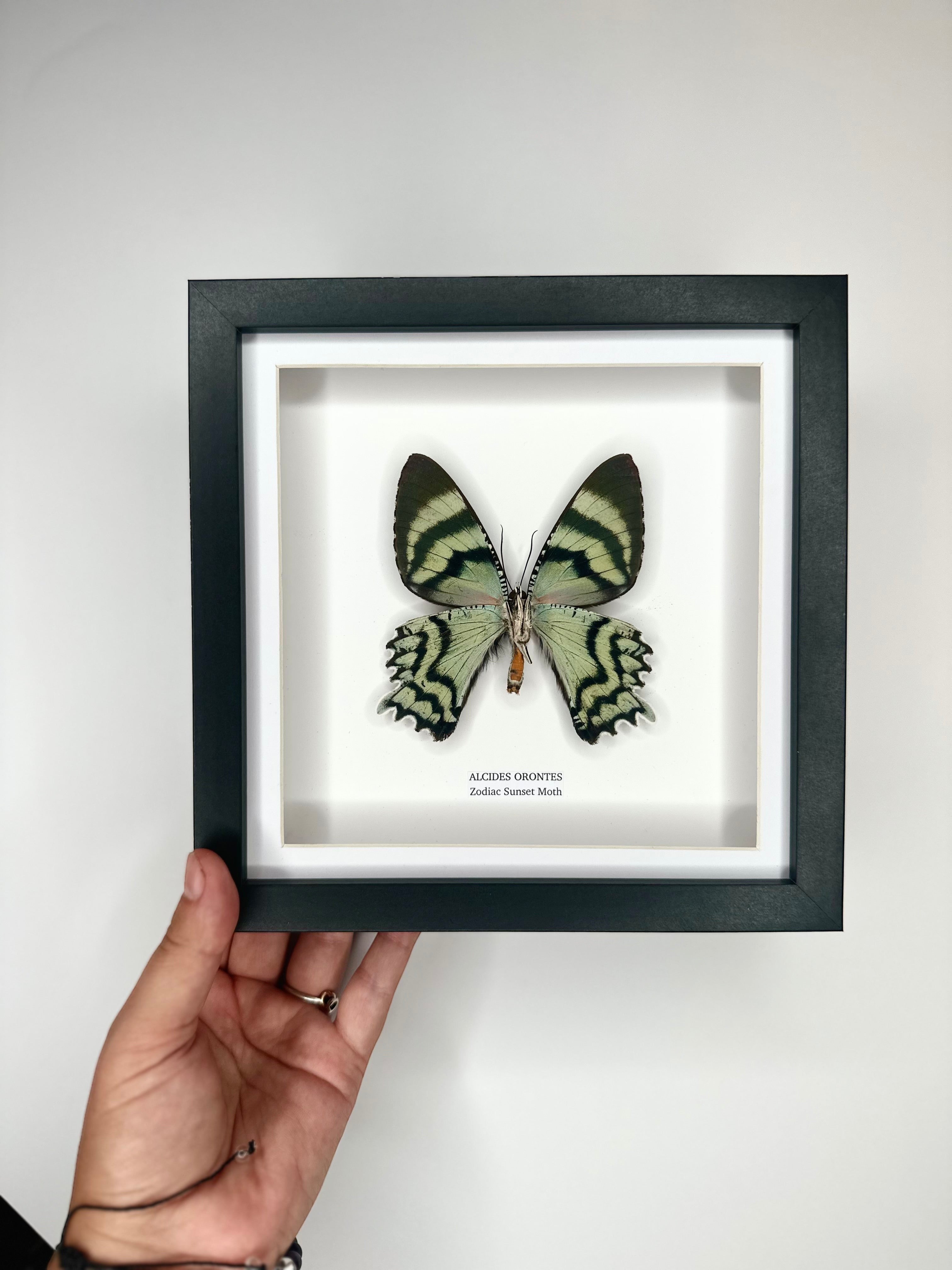 Zodiac Sunset Moth | Underwing Alcides Orontes | Medium deep black shadow Frame - Taxidermy Entomology Home Decor Framed Natural Art handmade by cuteaholic gifts