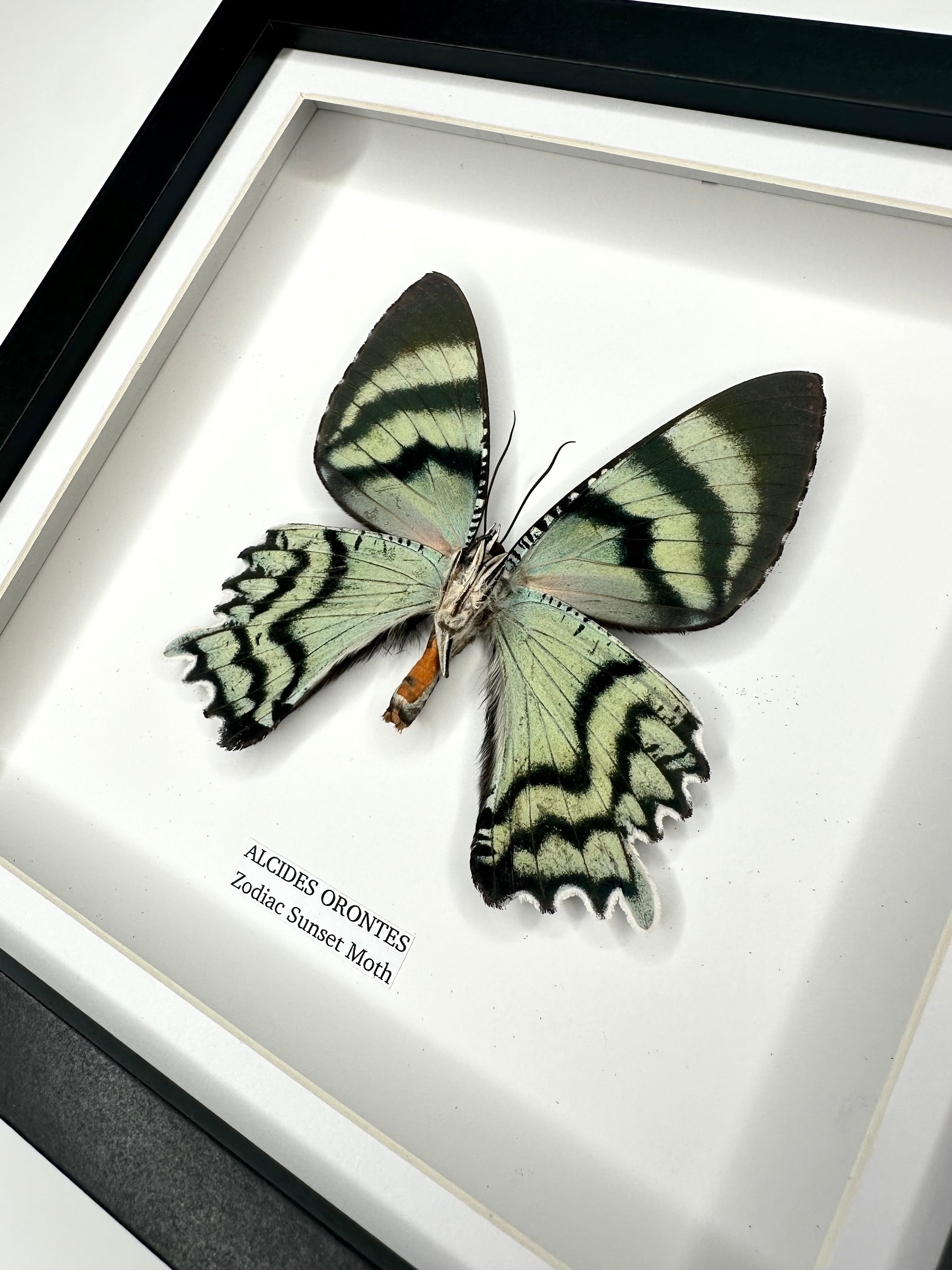 Zodiac Sunset Moth | Underwing Alcides Orontes | Medium deep black shadow Frame - Taxidermy Entomology Home Decor Framed Natural Art handmade by cuteaholic gifts