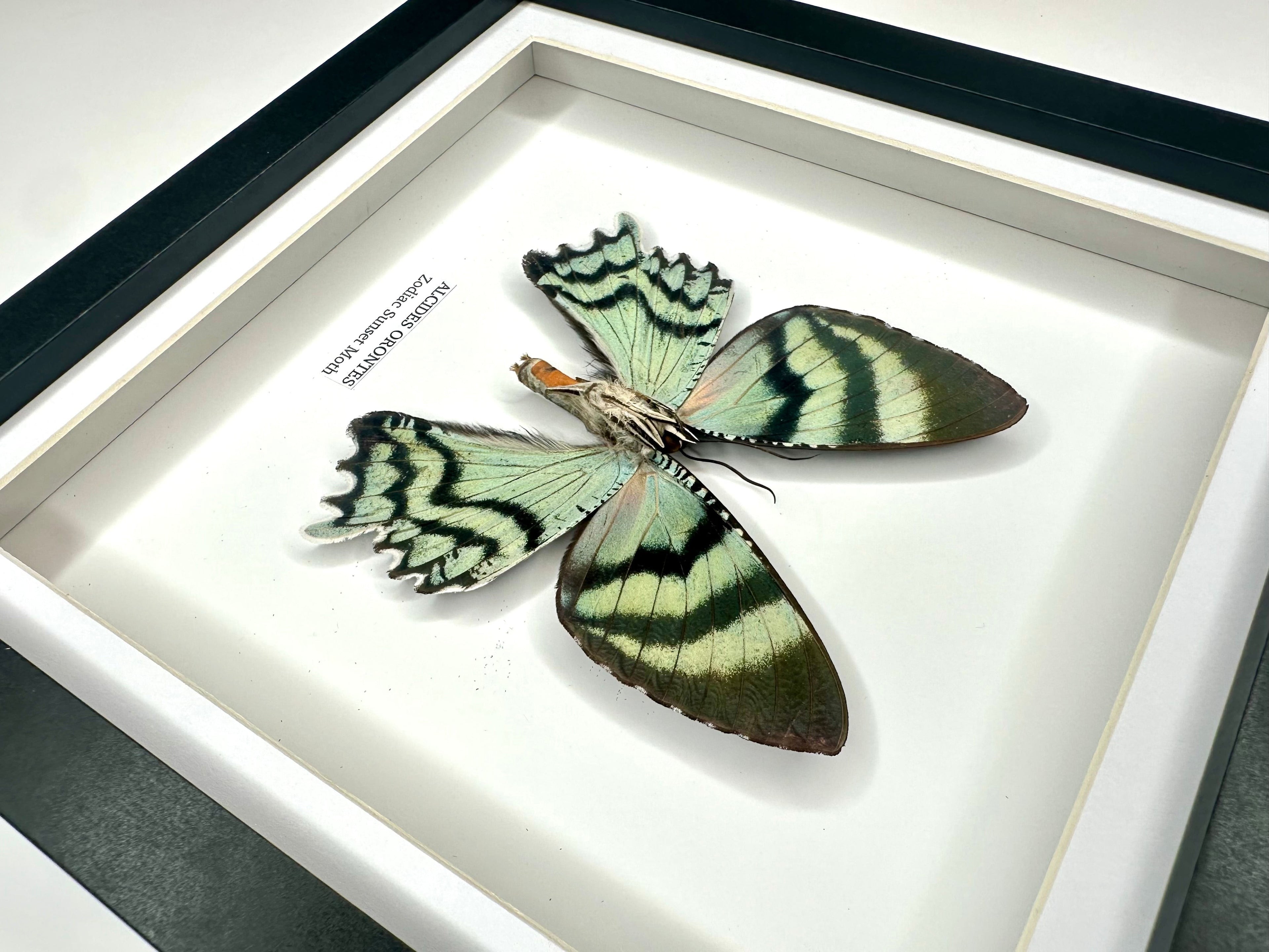 Zodiac Sunset Moth | Underwing Alcides Orontes | Medium deep black shadow Frame - Taxidermy Entomology Home Decor Framed Natural Art handmade by cuteaholic gifts