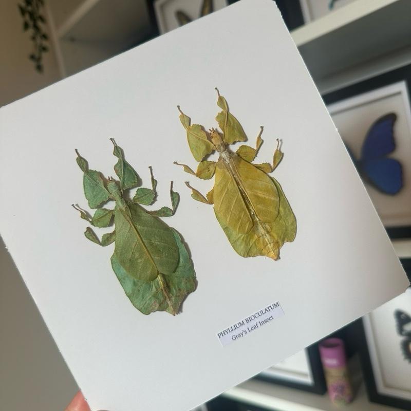 Gray’s Leaf Insects | Double Phyllium Bioculatum | Medium Frame • Taxidermy Entomology Home Decor Framed Art