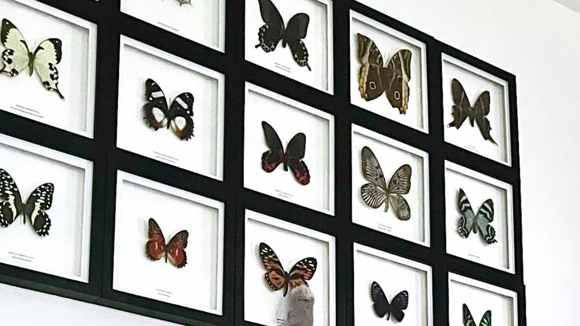 Sale | One Offs | Rare Pieces | Butterflies | Moths | Bugs