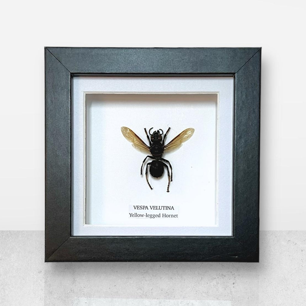 Yellow-legged Hornet | Vespa Velutina | Small Frame • Taxidermy Entomology Home Decor Framed Art