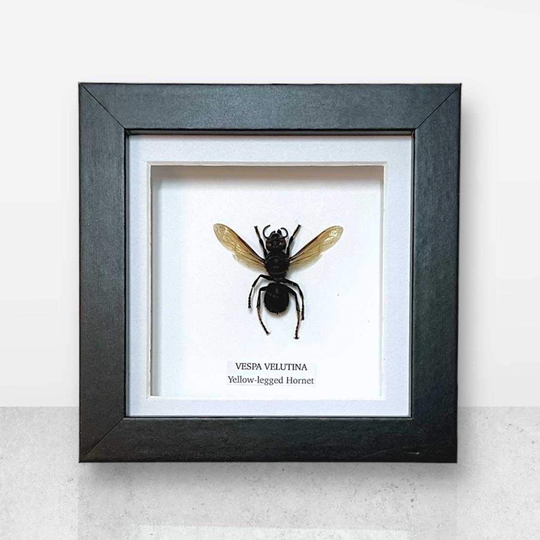 Yellow-legged Hornet | Vespa Velutina | Small Frame • Taxidermy Entomology Home Decor Framed Art