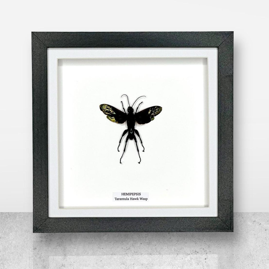 Tarantula Hawk Wasp | Hemipepsis | Medium Frame • Taxidermy Entomology Home Decor Framed Art