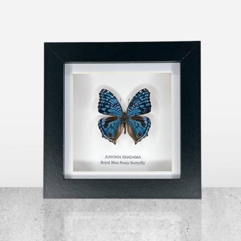 Royal Blue Pansy Butterfly | Small Frame • Taxidermy Entomology Home Decor Framed Art