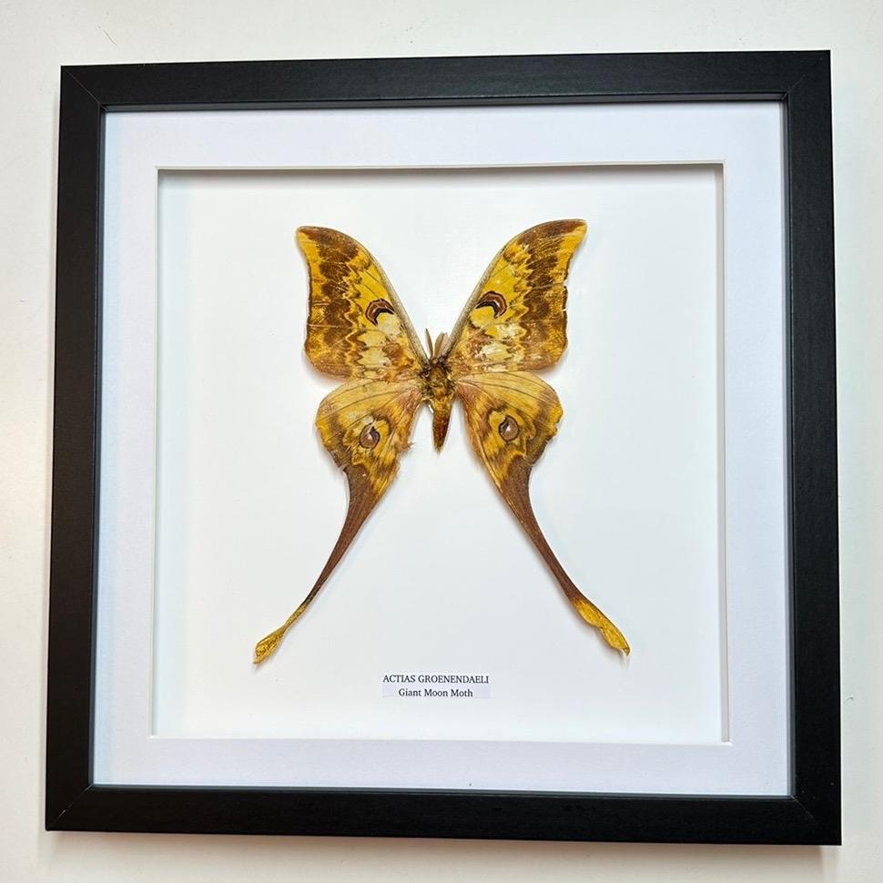 Rare Chinese Moon Moth - Large Frame