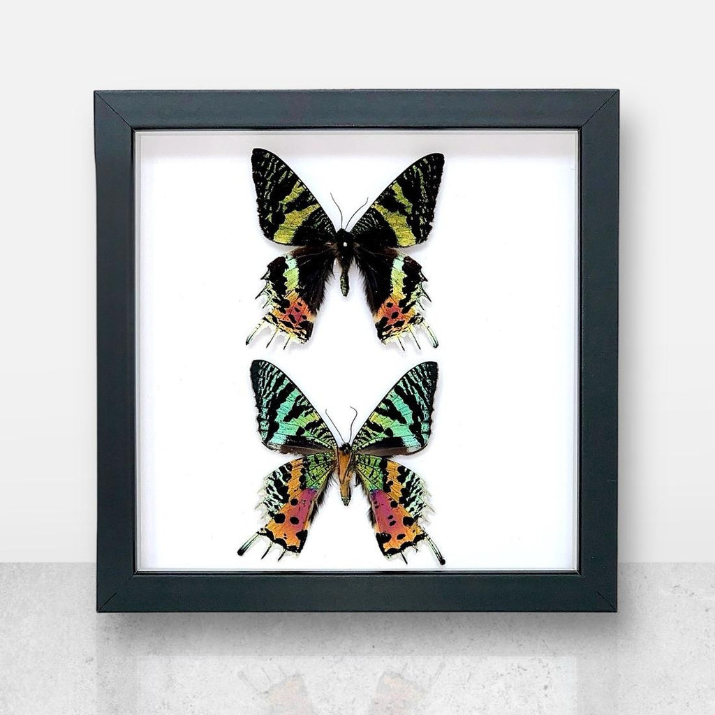 Double Madagascan Sunset Moth | Medium Frame • Taxidermy Entomology Home Decor Framed Art
