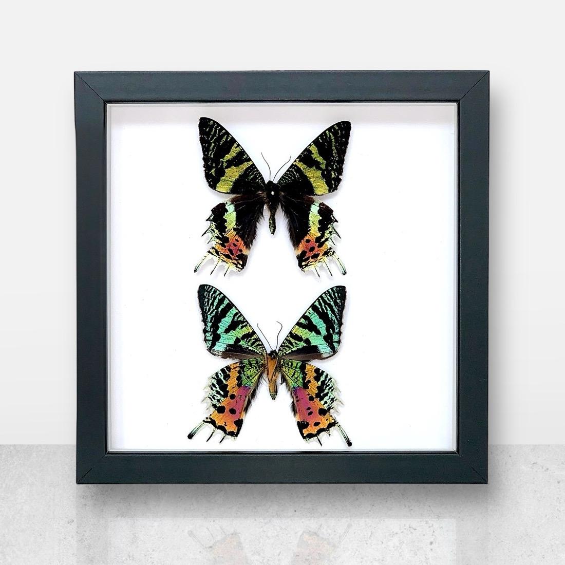 Double Madagascan Sunset Moth | Medium Frame • Taxidermy Entomology Home Decor Framed Art