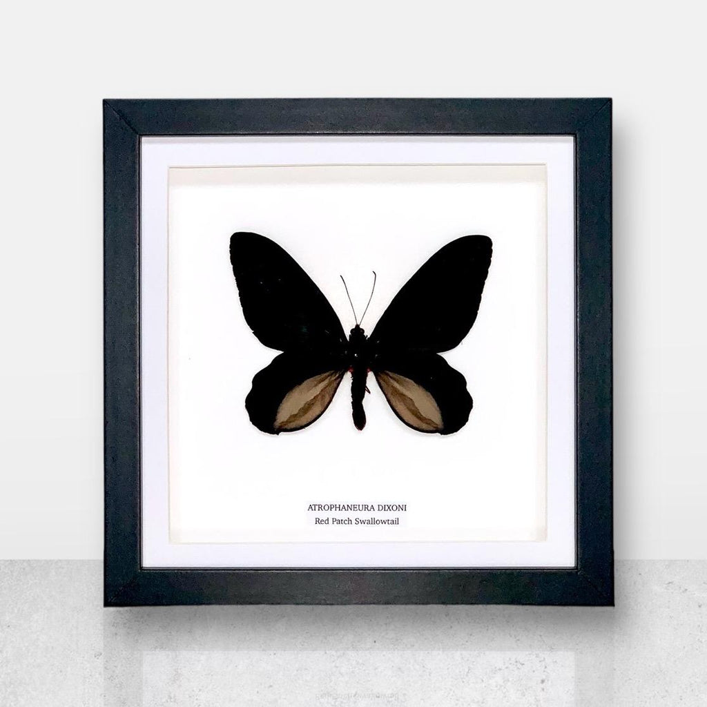 Red Patch Swallowtail | Medium Frame • Taxidermy Entomology Home Decor Framed Art