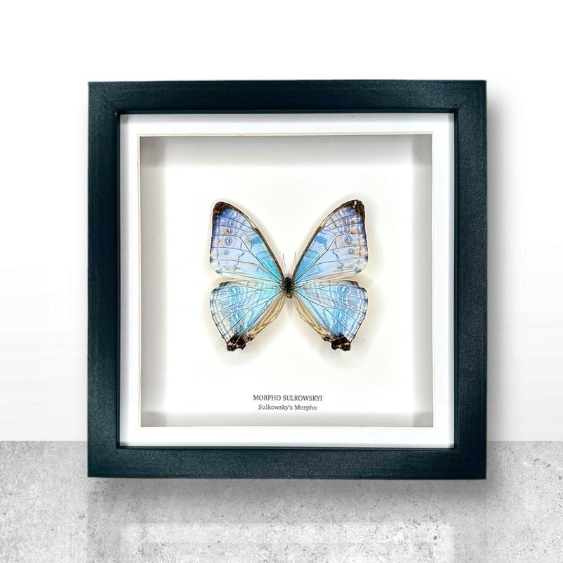 Morpho Sulkowskyi | Medium Frame • Taxidermy Entomology Home Decor Framed Art