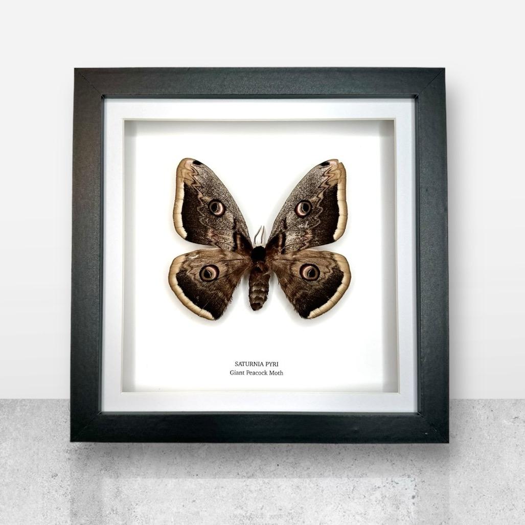 Giant Peacock Moth | Saturnia Pyri | Medium Frame • Taxidermy Entomology Home Decor Framed Art