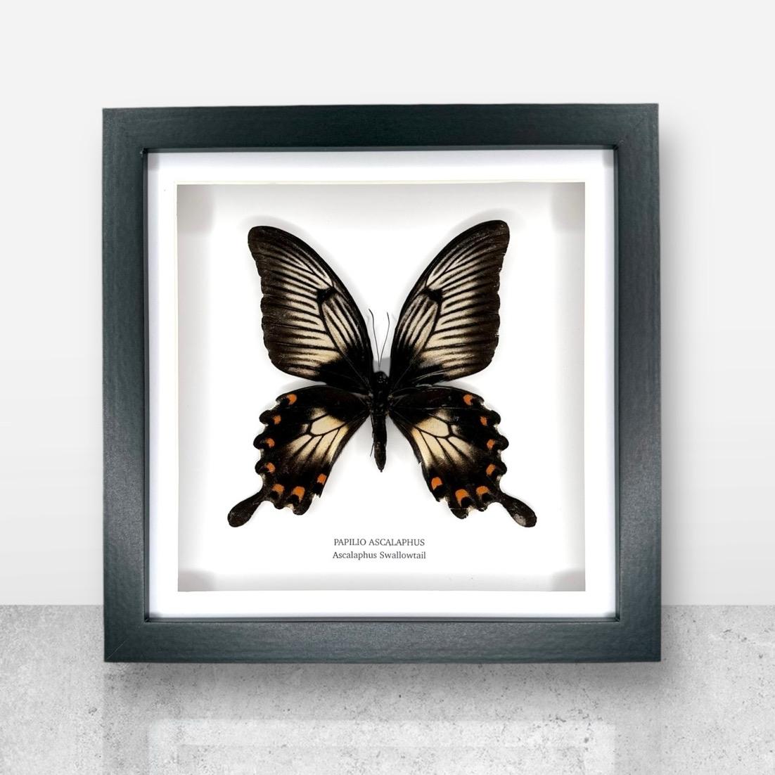 Ascalaphus Swallowtail | Papilio Ascalaphus | Medium Frame • Taxidermy Entomology Home Decor Framed Art