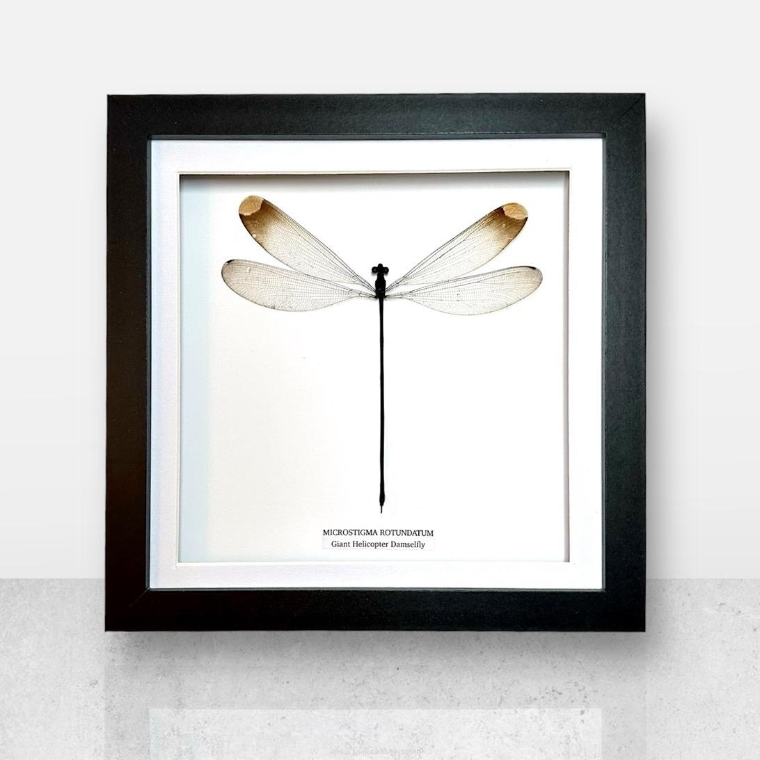 Giant Helicopter Damselfly • Medium Frame • Real Taxidermy Art