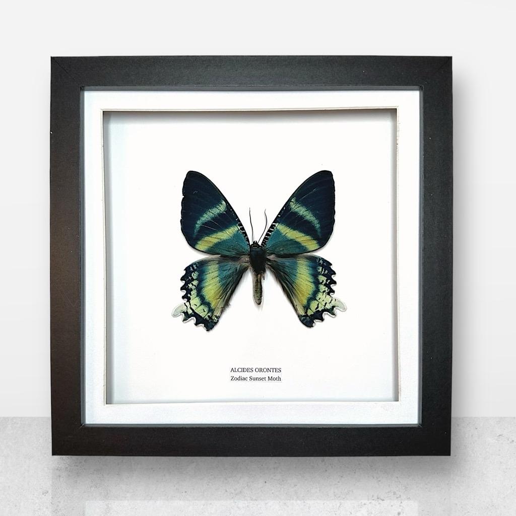 Zodiac Sunset Moth Front | Alcides Orontes | Medium Frame • Taxidermy Entomology Home Decor Framed Art