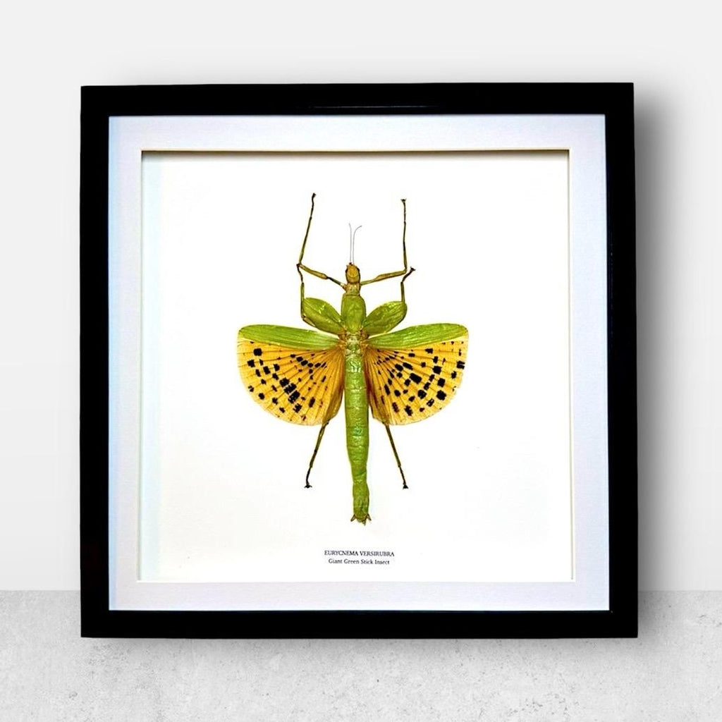 Giant Major Stick Insect | Large Frame Without Shadow Frame • Taxidermy Entomology Home Decor Framed Art