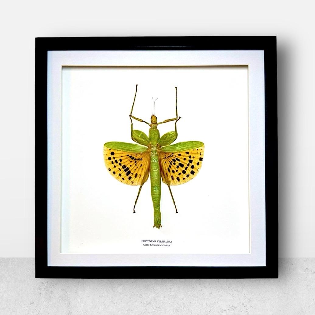 Giant Major Stick Insect | Large Frame Without Shadow Frame • Taxidermy Entomology Home Decor Framed Art