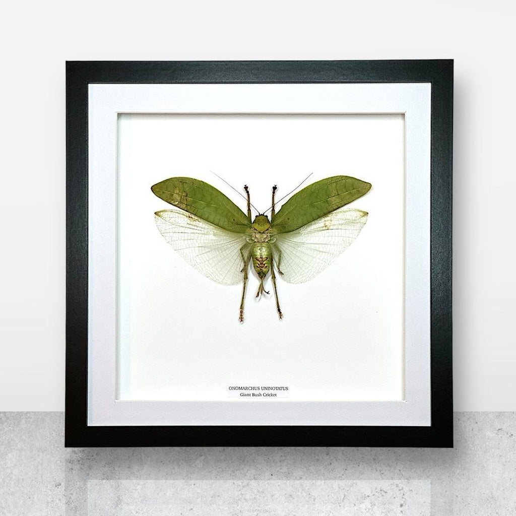 Giant Bush Cricket | Medium/ Large Frame • Taxidermy Entomology Home Decor Framed Art