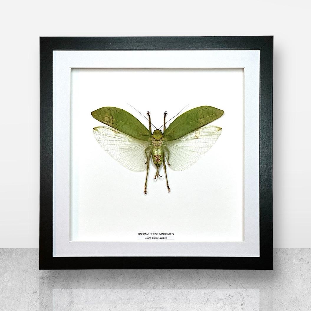 Giant Bush Cricket | Medium/ Large Frame • Taxidermy Entomology Home Decor Framed Art