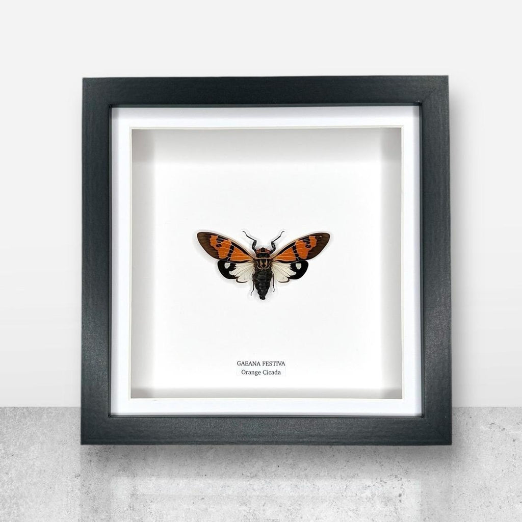 Orange Cicada | Gaeana Festiva | Medium Frame • Taxidermy Entomology Home Decor Framed Art