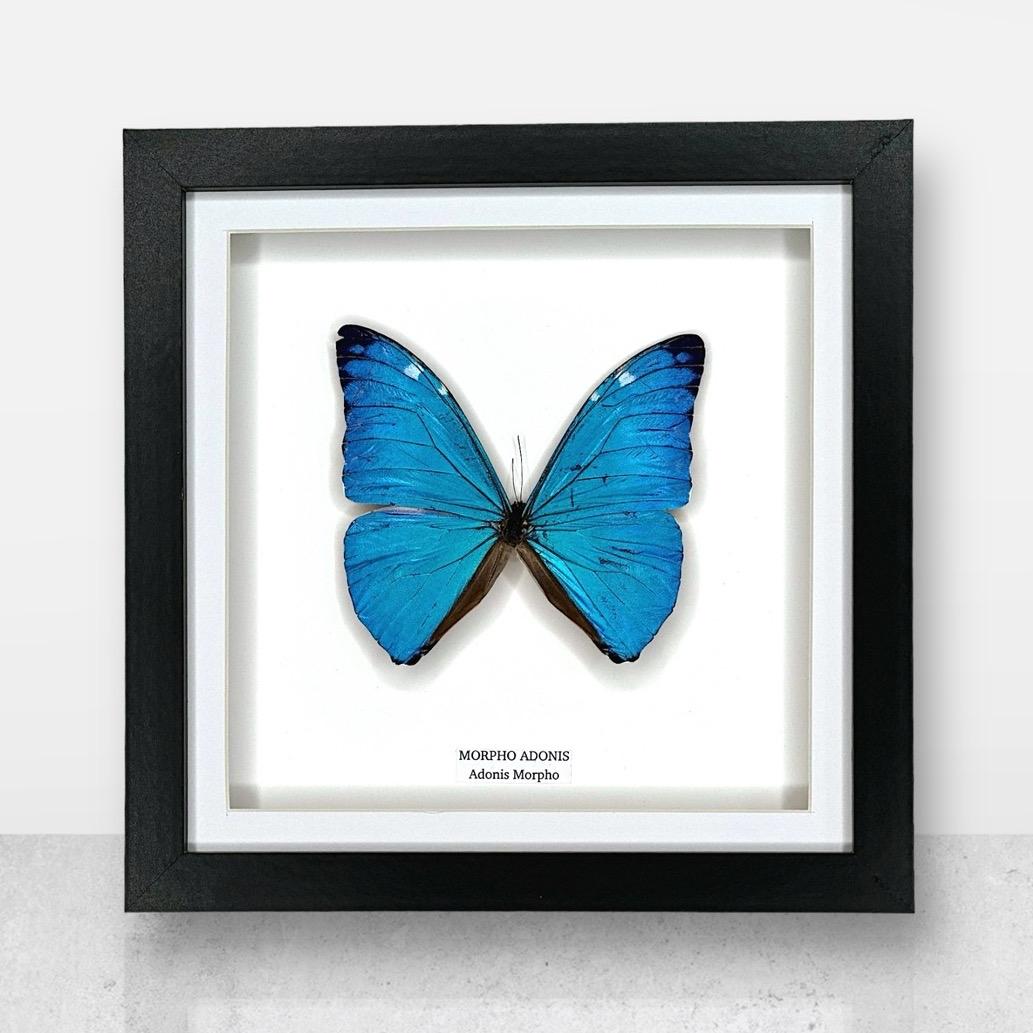 Morpho Adonis | Medium Frame • Taxidermy Entomology Home Decor Framed Art