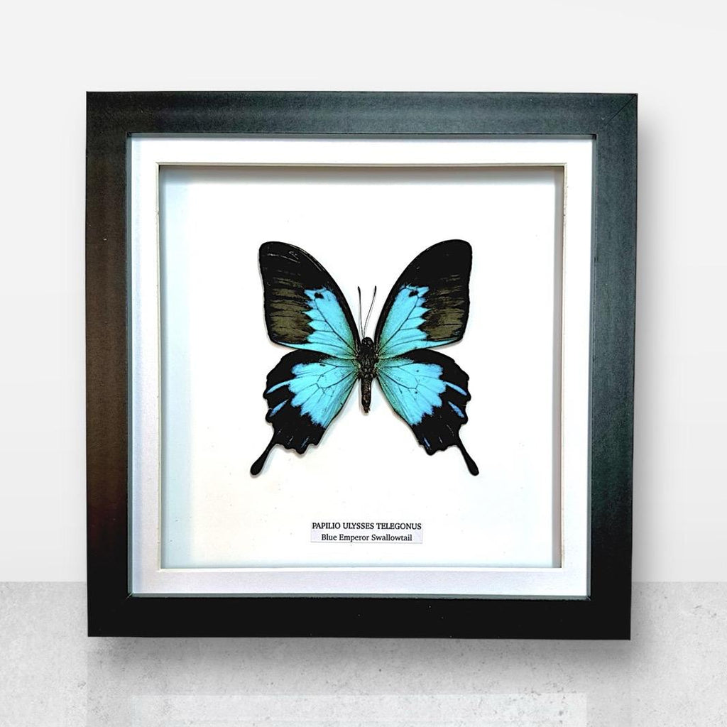 Blue Emperor Swallowtail | Papilio Ulysses Telegonus | Medium Frame • Taxidermy Entomology Home Decor Framed Art