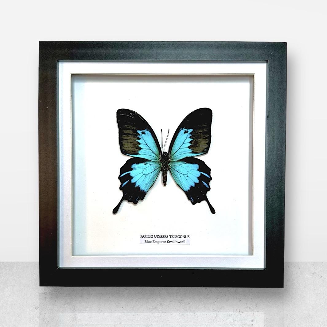 Blue Emperor Swallowtail | Papilio Ulysses Telegonus | Medium Frame • Taxidermy Entomology Home Decor Framed Art