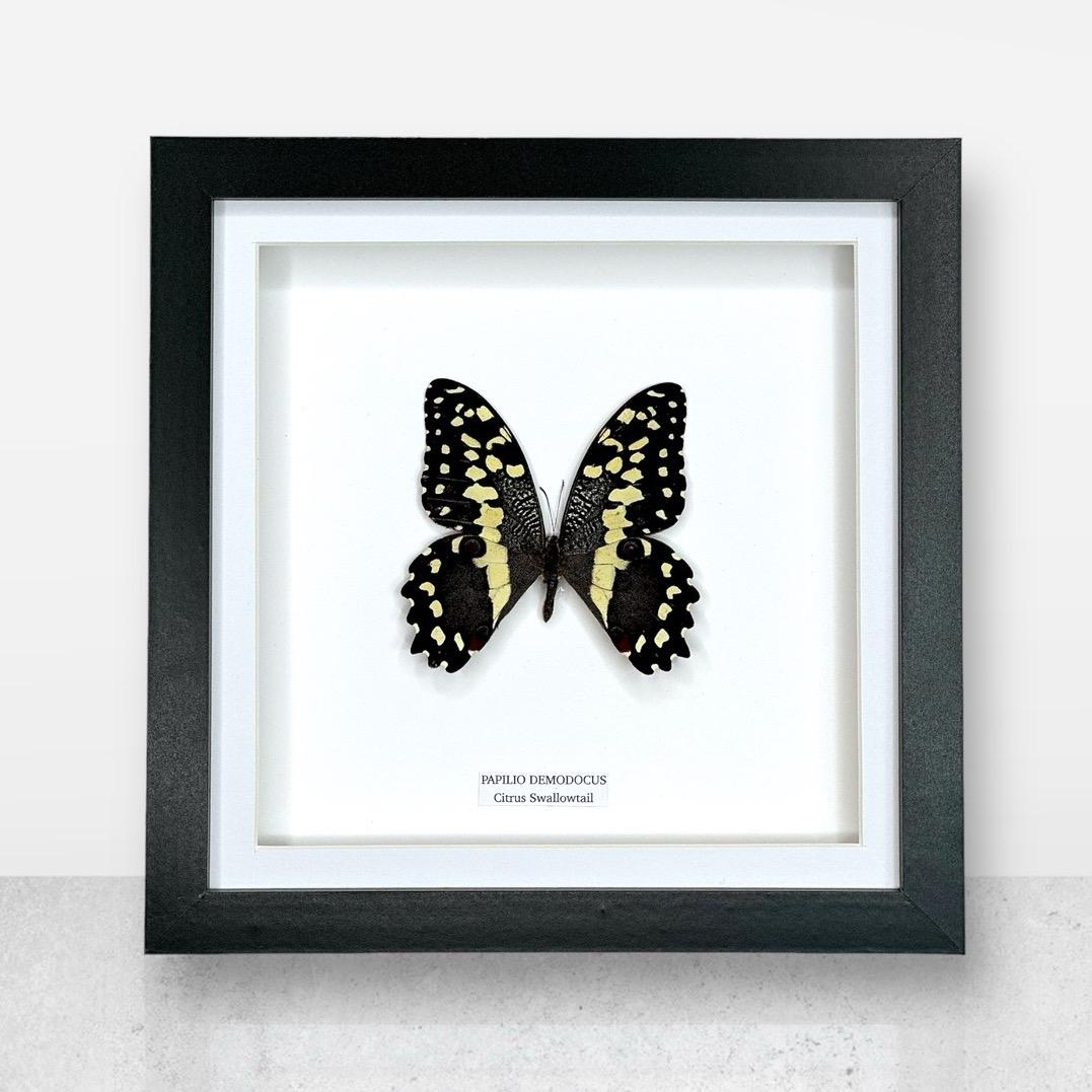 Citrus Swallowtail Butterfly | Christmas Butterfly | Medium Frame • Taxidermy Entomology Home Decor Framed Art