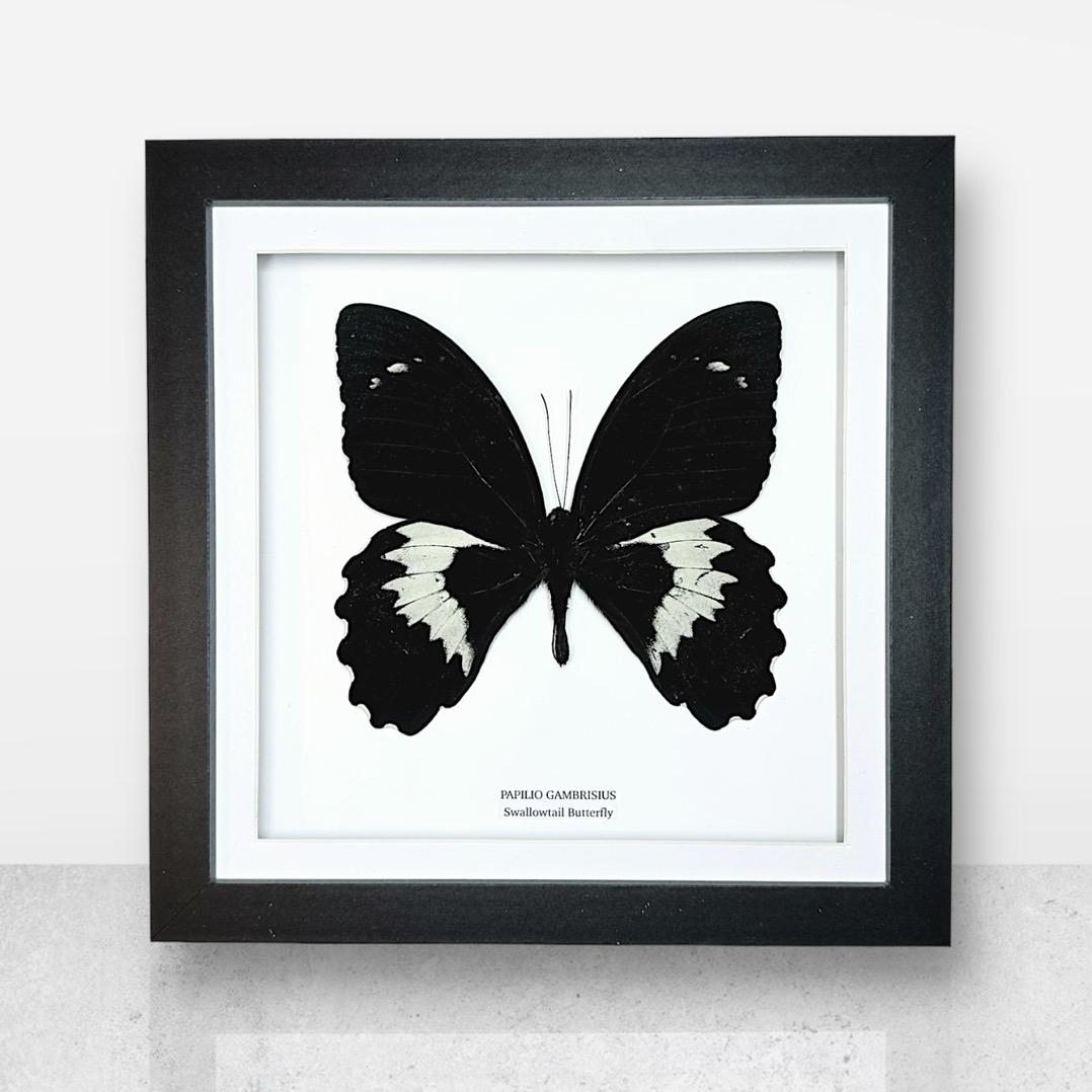 Giant Papilio Gambrisius Swallowtail | Medium Frame • Taxidermy Entomology Home Decor Framed Art