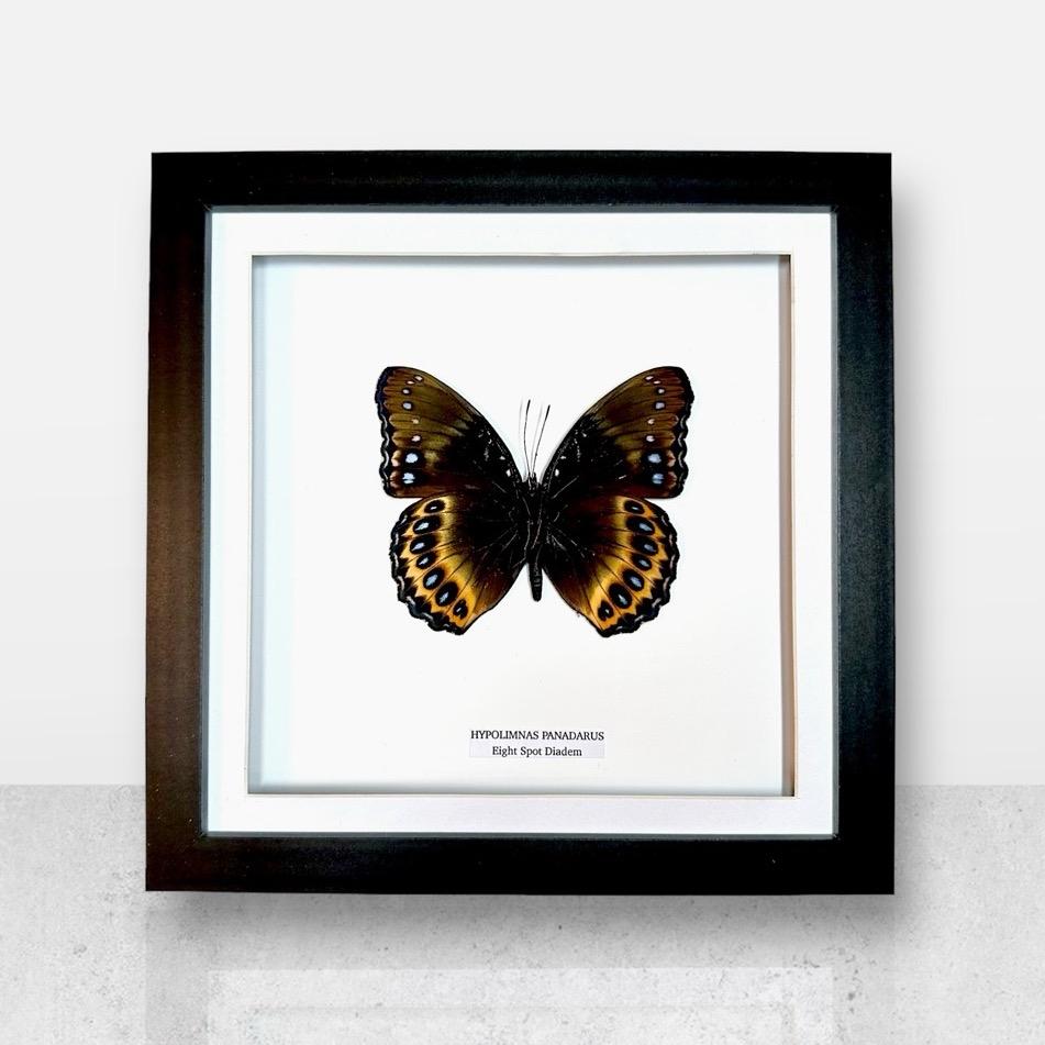 Eight Spot Madagascan Diadem | Medium Frame • Taxidermy Entomology Home Decor Framed Art