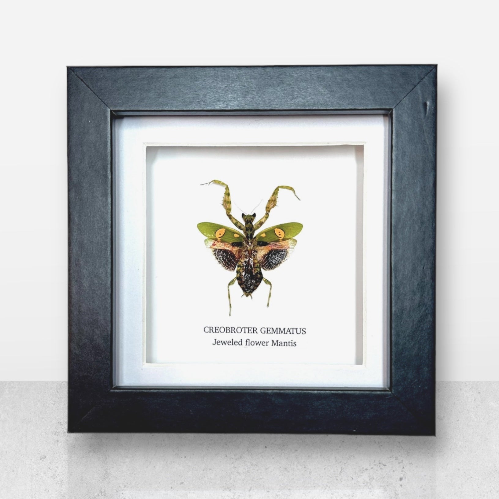 Jeweled Flower Mantis | Creobroter Gemmatus | Small Frame • Taxidermy Entomology Home Decor Framed Art