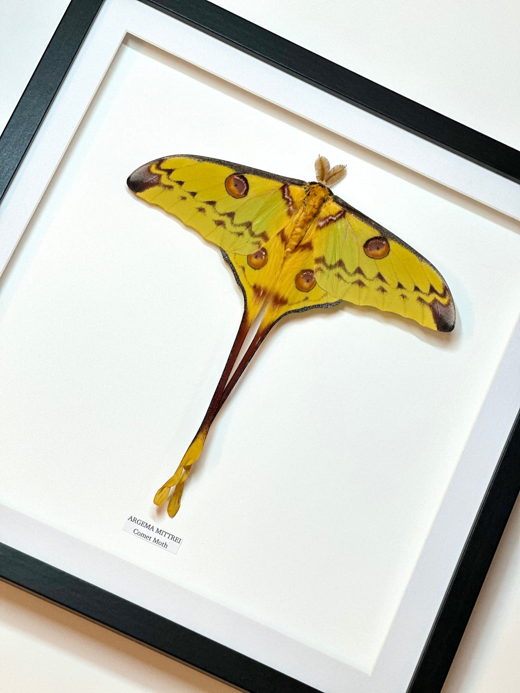 Cuteaholic framed Argema Mittrei Comet Moth taxidermy art. Features a large yellow moth with brown eye spots and long tails, presented in a black frame with a white mat.
