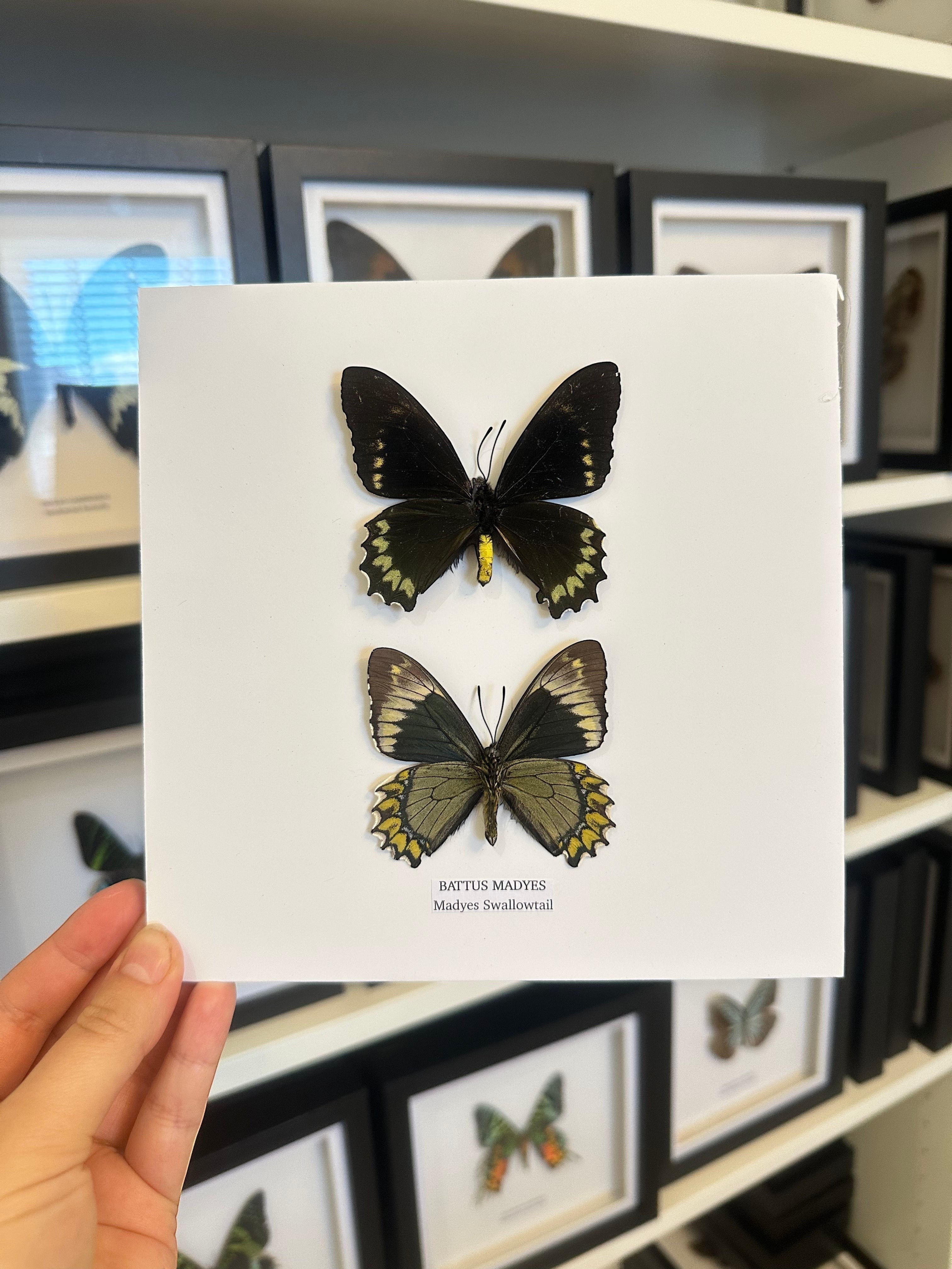 Cuteaholic Battus Madyes Swallowtail framed taxidermy art featuring two butterflies, one black with yellow markings, one grey and yellow.