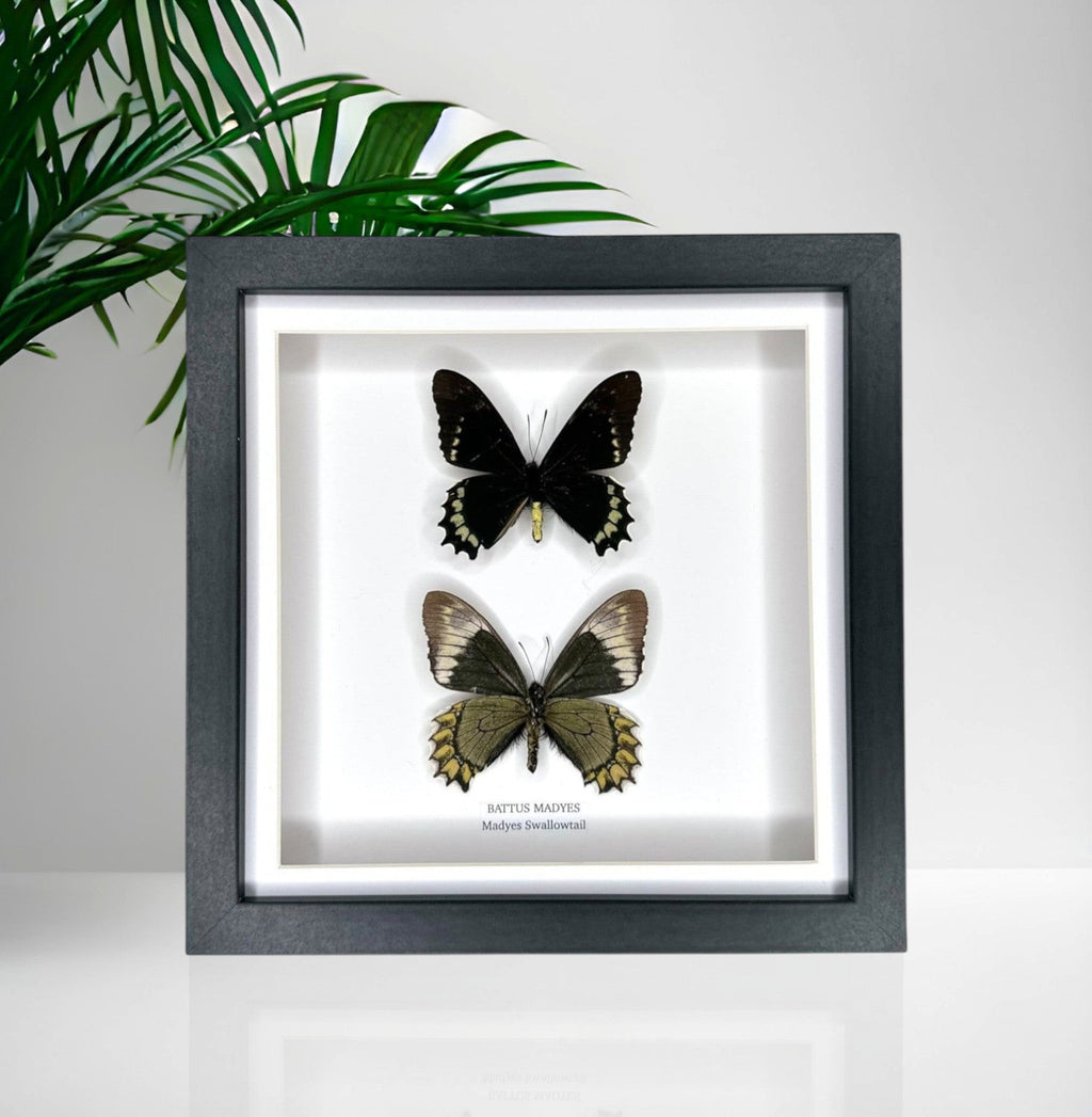 Cuteaholic Battus Madyes Swallowtail framed taxidermy art featuring two butterflies, one black with yellow spots, one brown with yellow accents.
