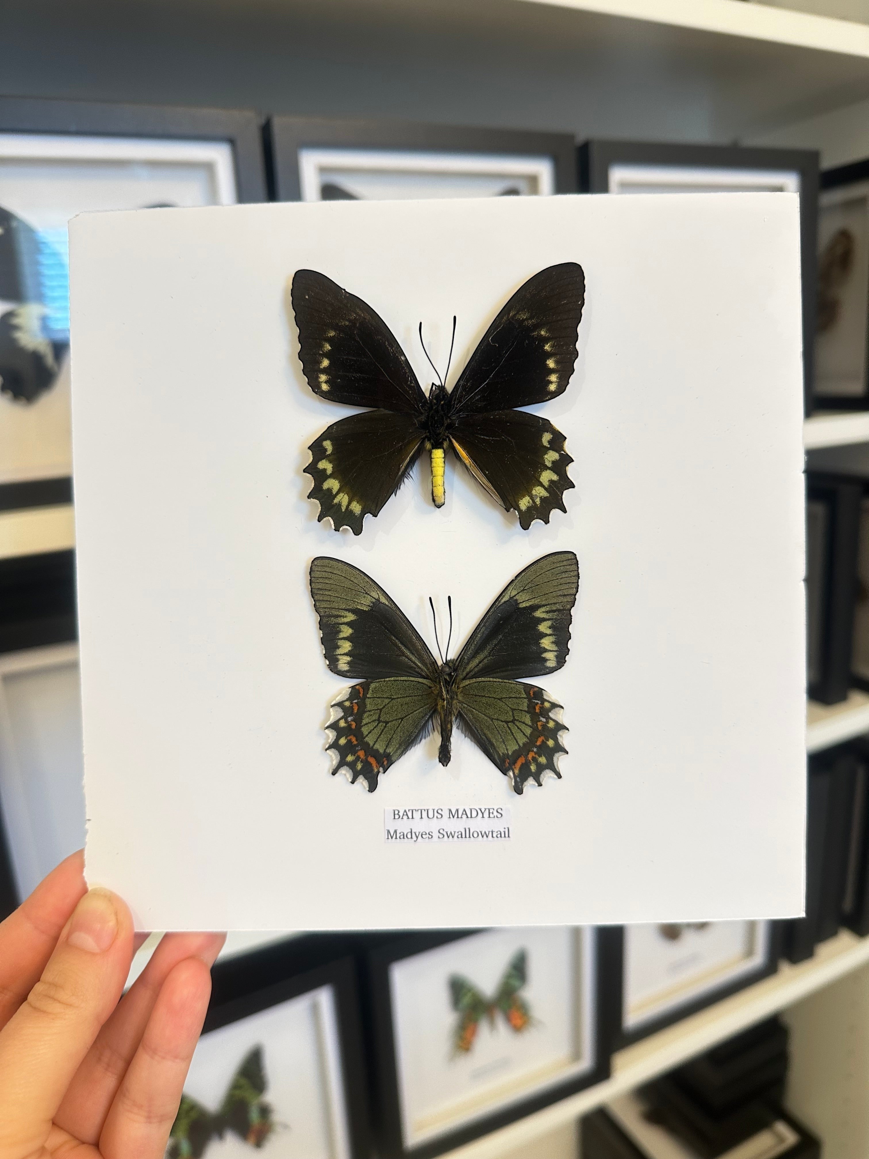 Cuteaholic Battus Madyes Swallowtail butterflies, one black with yellow markings, one green with orange markings, framed for home decor.