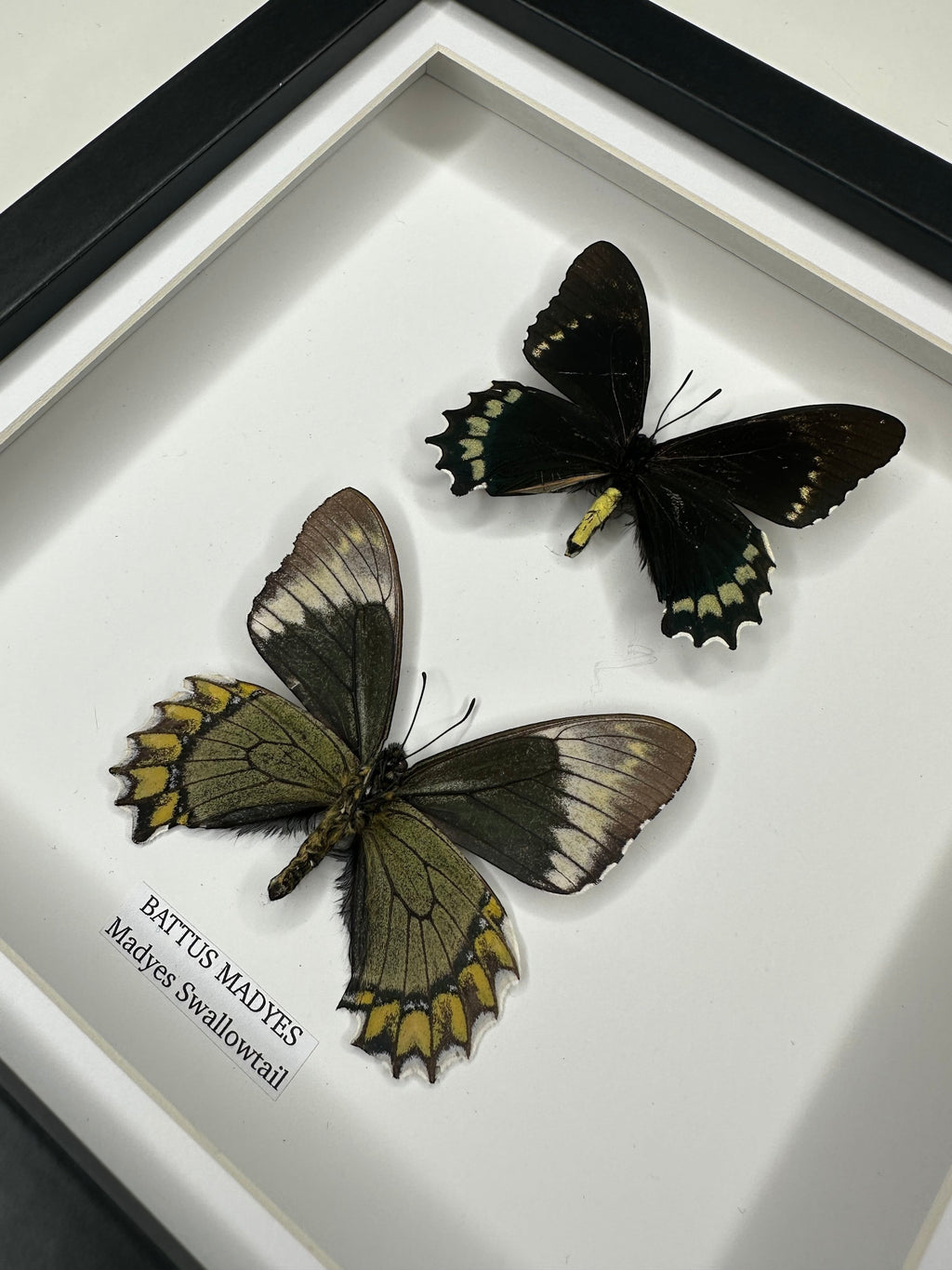 Cuteaholic Battus Madyes Swallowtail butterflies, one dark with yellow accents, one green and white, framed in a medium shadow box.