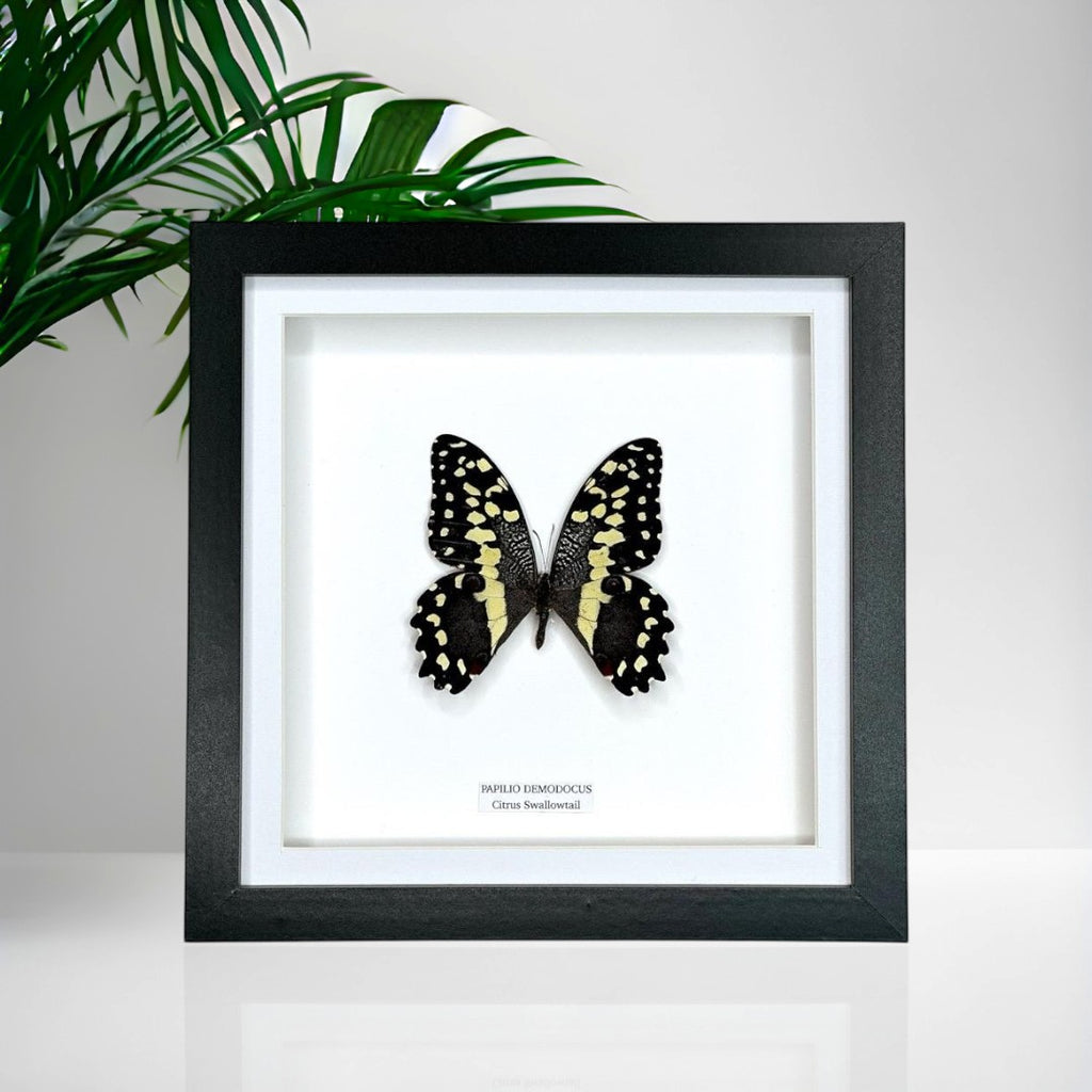 Cuteaholic Citrus Swallowtail butterfly in a medium black frame with white mount. Black and yellow patterned wings.