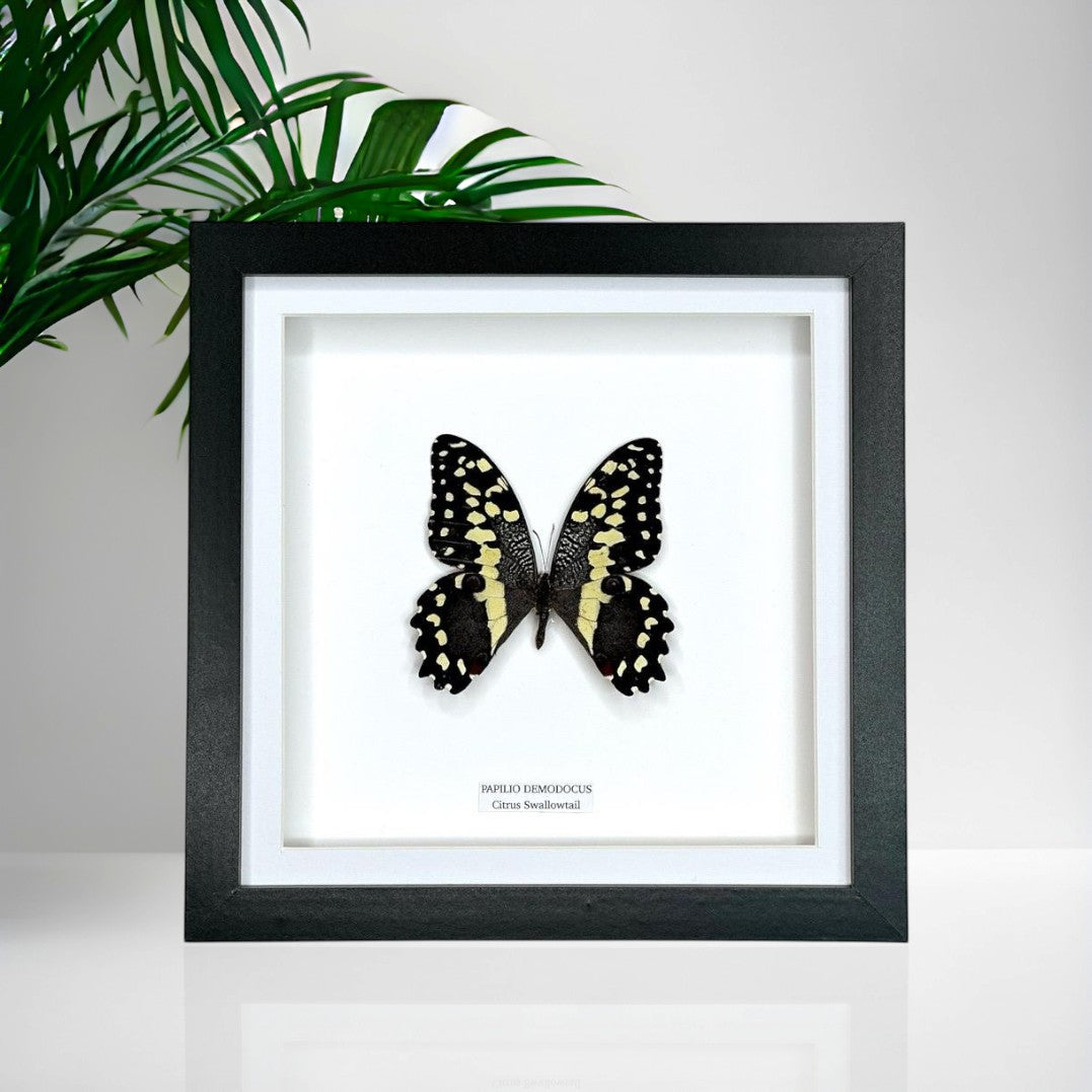 Cuteaholic Citrus Swallowtail butterfly in a medium black frame with white mount. Black and yellow patterned wings.