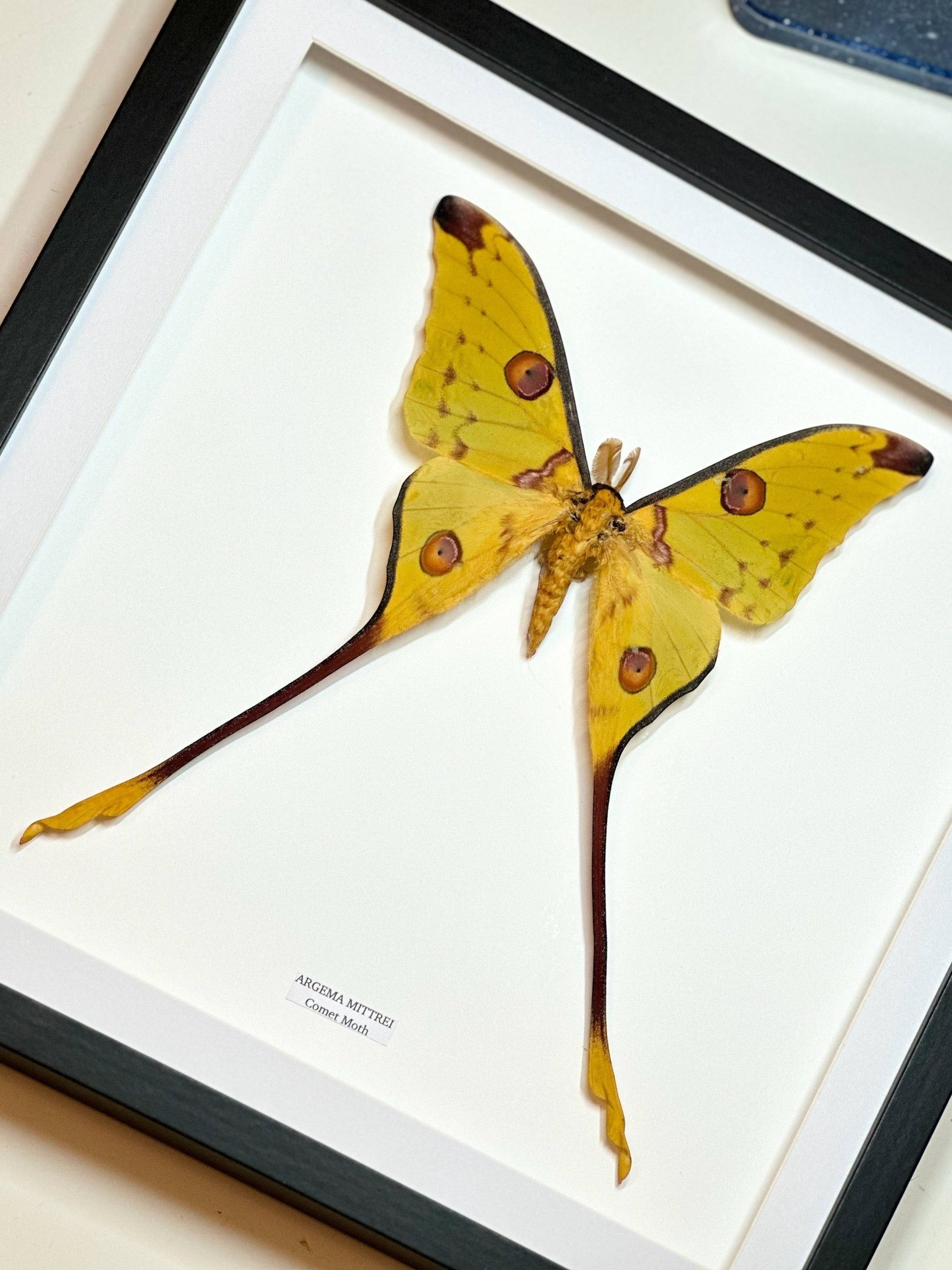 Cuteaholic framed male Argema Mittrei Comet Moth, yellow with brown eye spots and long tails, presented in a black frame with white matting.