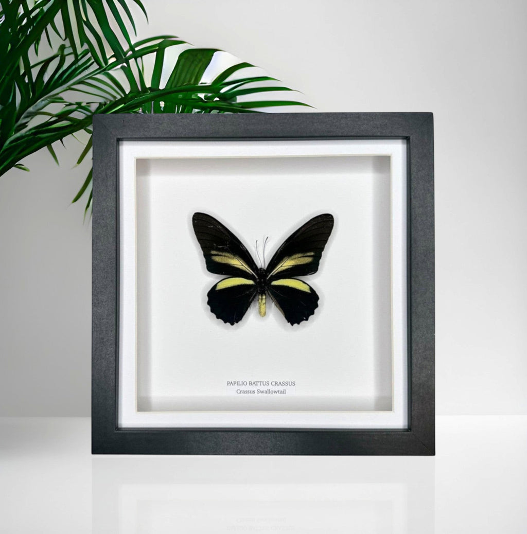 Cuteaholic Crassus Swallowtail butterfly taxidermy in a medium black frame with white mount. Black wings with yellow stripes.