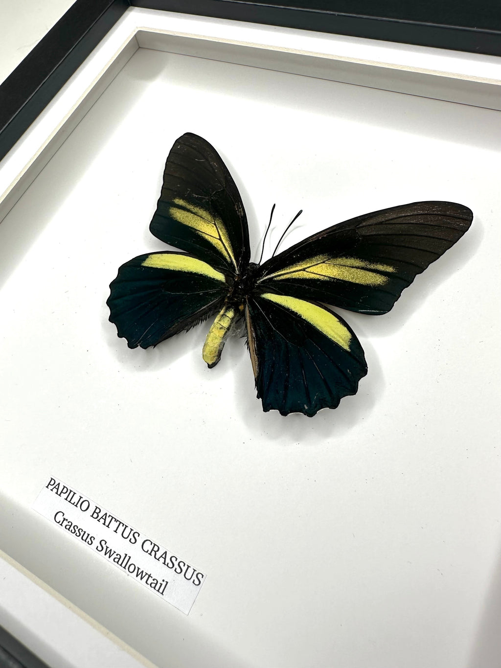 Cuteaholic Crassus Swallowtail butterfly in a medium black frame with white mount. Features black wings with bright yellow bands.
