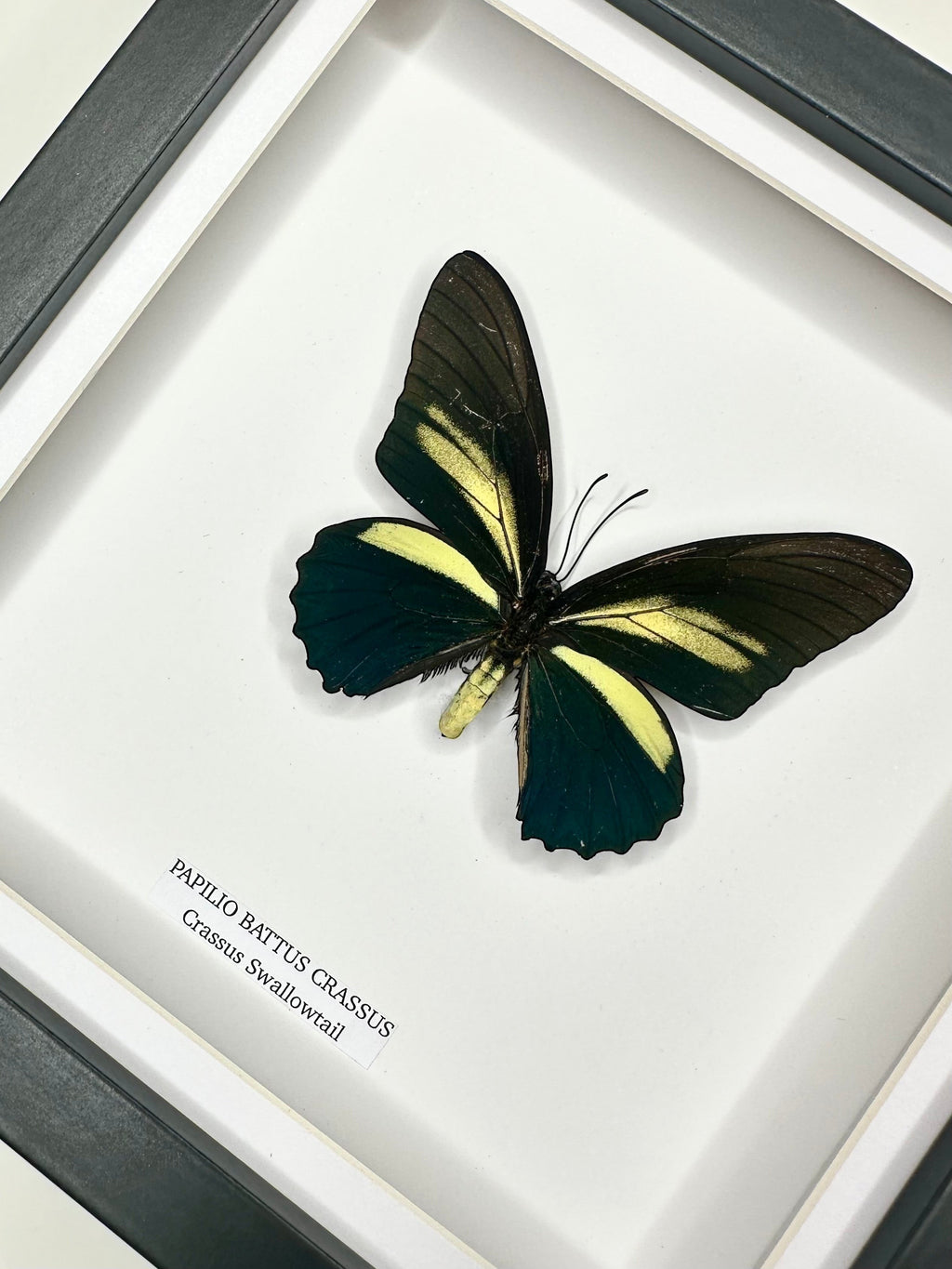Cuteaholic Crassus Swallowtail butterfly taxidermy in a medium black and white frame. Features dark blue and black wings with yellow stripes.