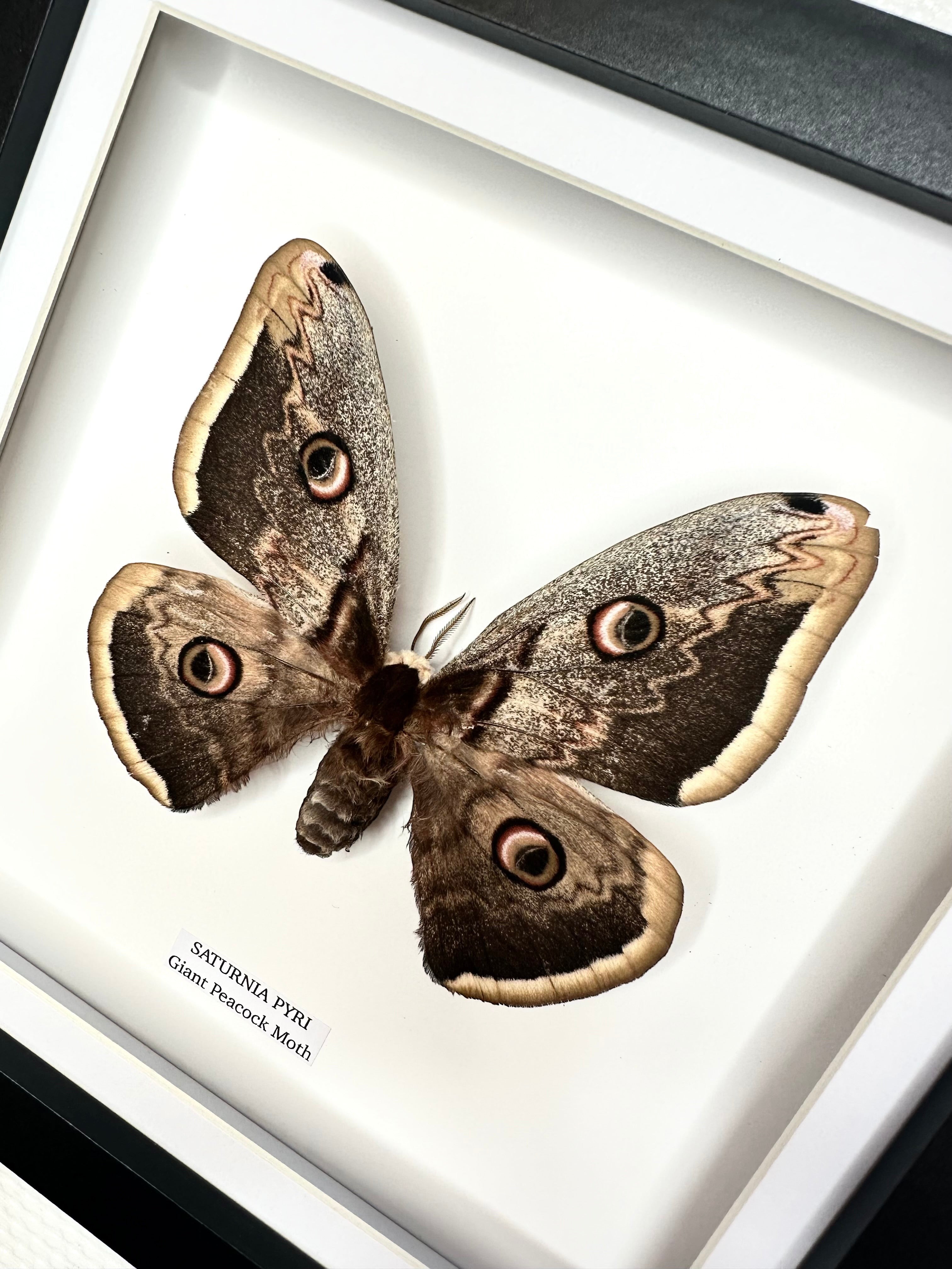 Cuteaholic Giant Peacock Moth (Saturnia Pyri) taxidermy in a medium white frame with a black border. Features eye-spots on wings.