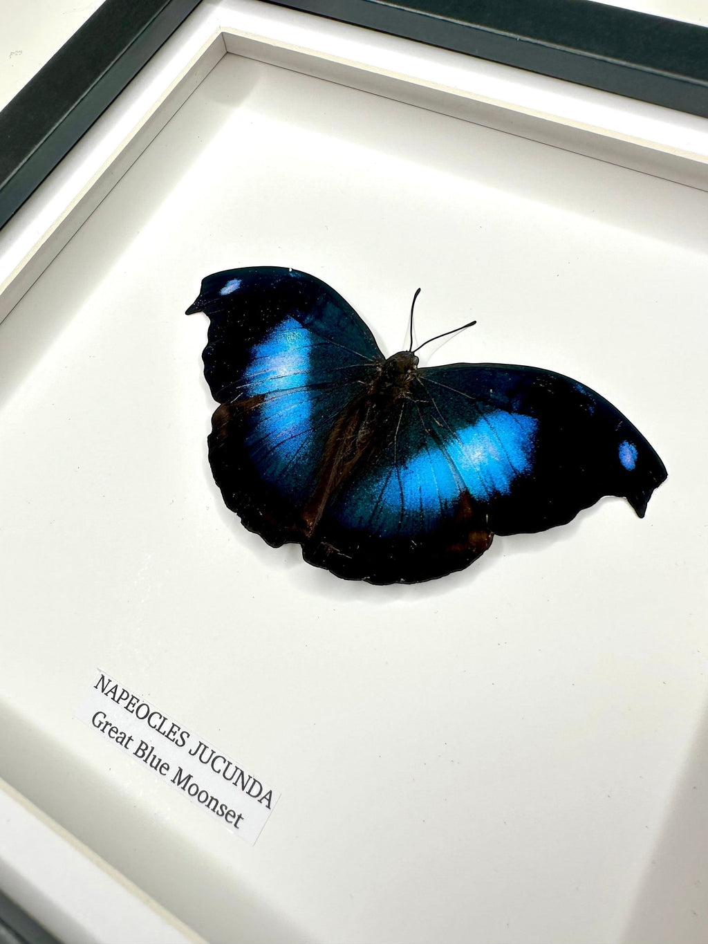 Cuteaholic Great Blue Moonset (Napeocles Jucunda) butterfly in a medium shadow box frame. Features iridescent blue wings with black edges.
