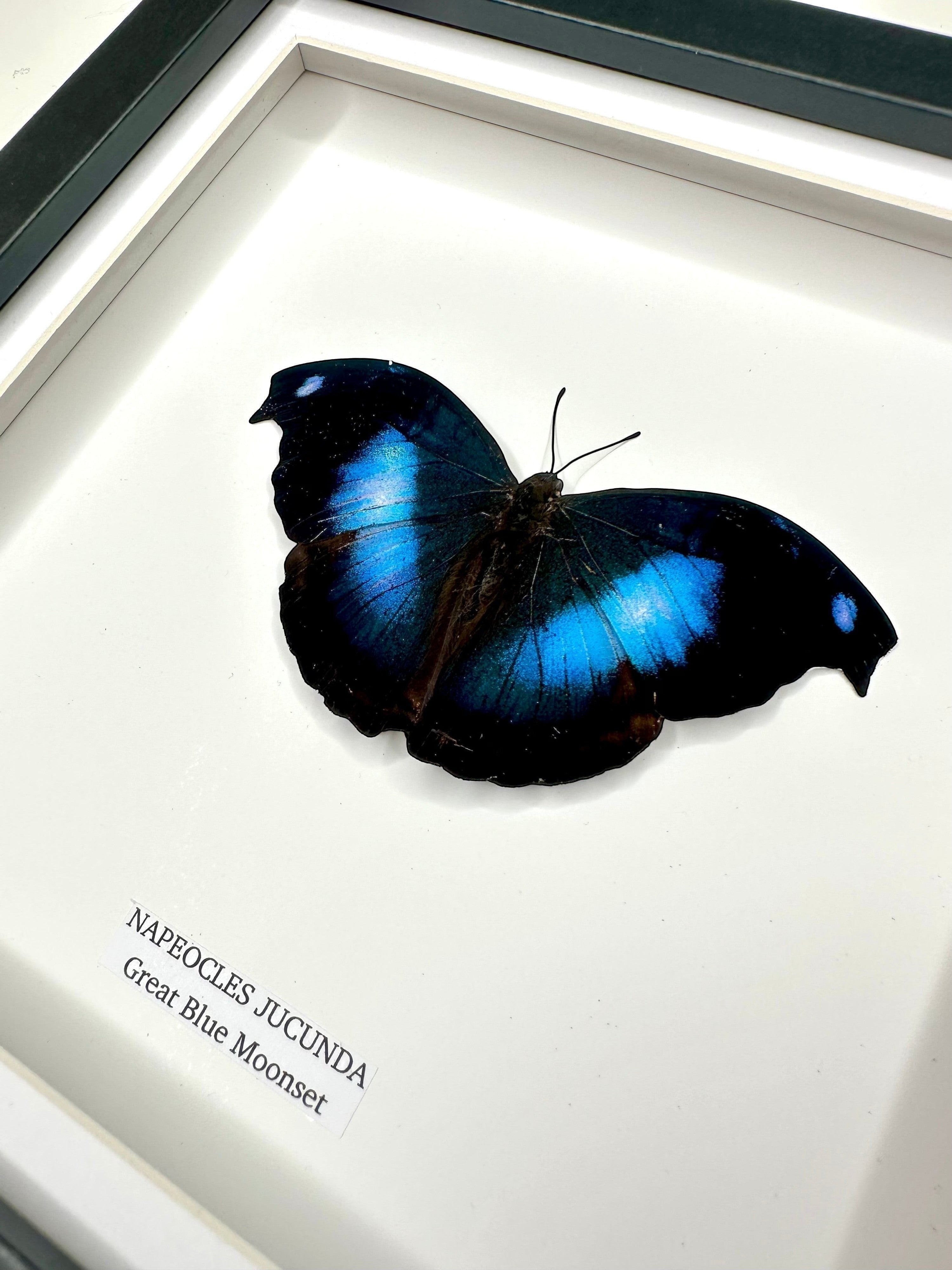 Cuteaholic Great Blue Moonset (Napeocles Jucunda) butterfly in a medium shadow box frame. Features iridescent blue wings with black edges.