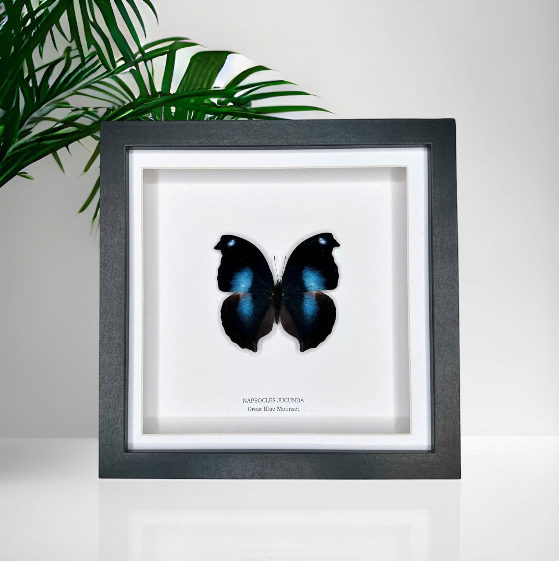 Cuteaholic Great Blue Moonset Napeocles Jucunda butterfly in a medium grey shadow box frame. Features iridescent blue wings.